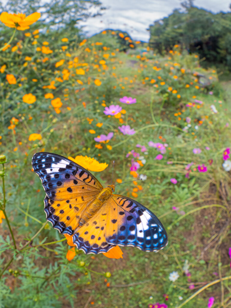 ツマグロヒョウモン-Argyreus hyperbius