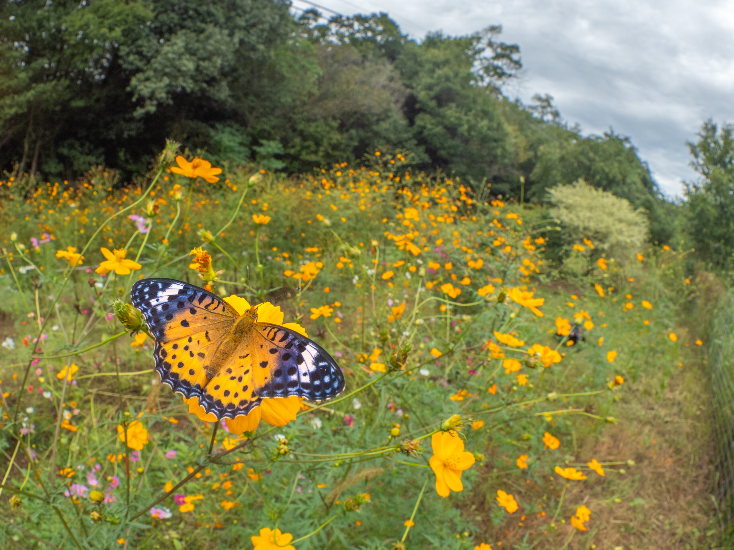 ツマグロヒョウモン-Argyreus hyperbius