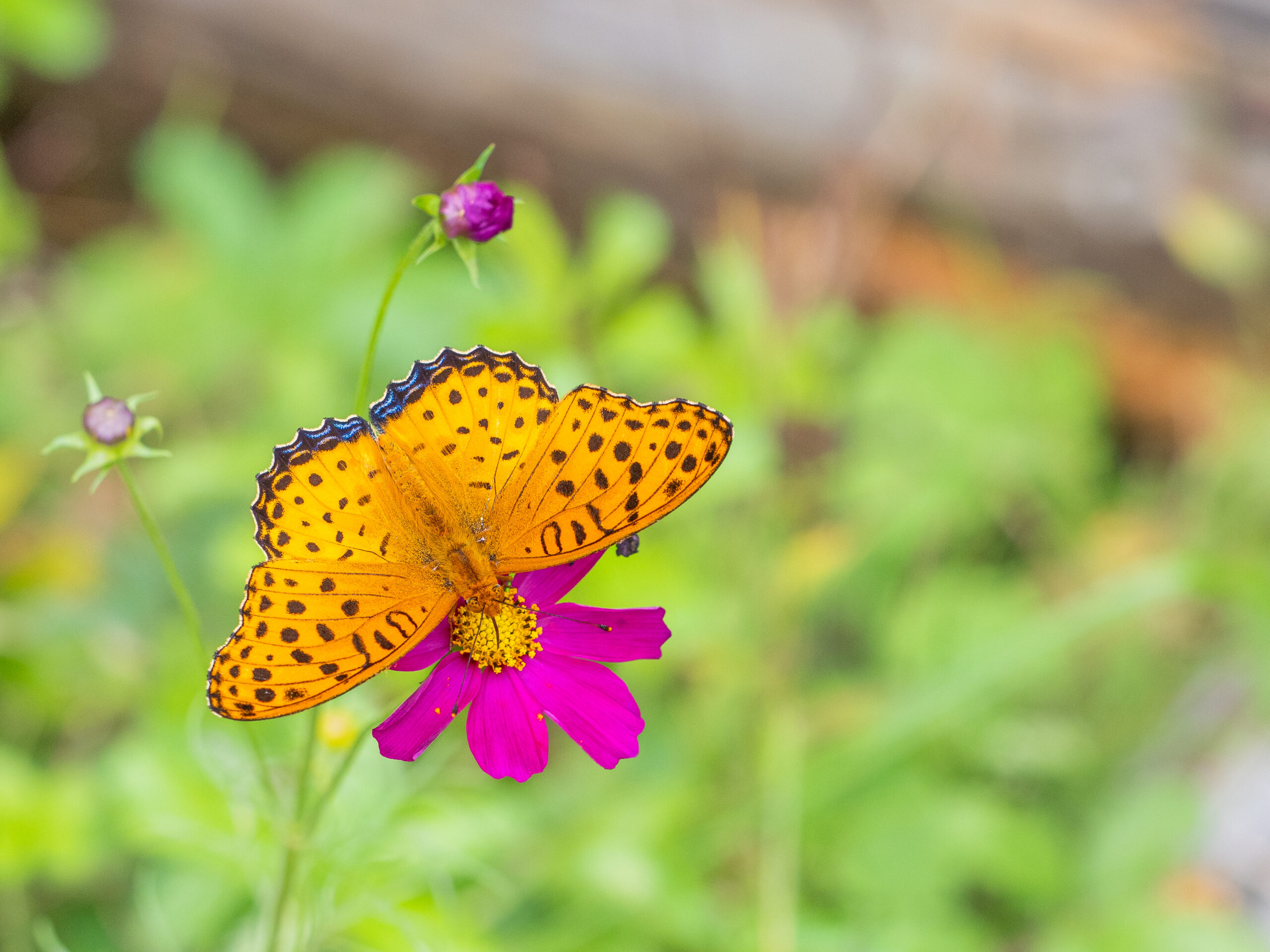 ツマグロヒョウモン-Argyreus hyperbius