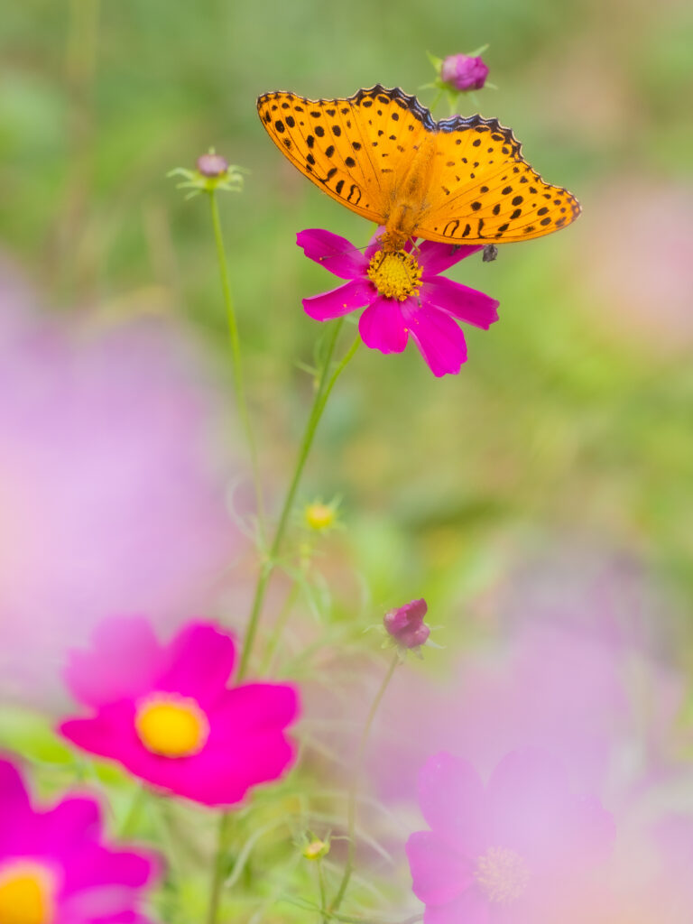 ツマグロヒョウモン-Argyreus hyperbius