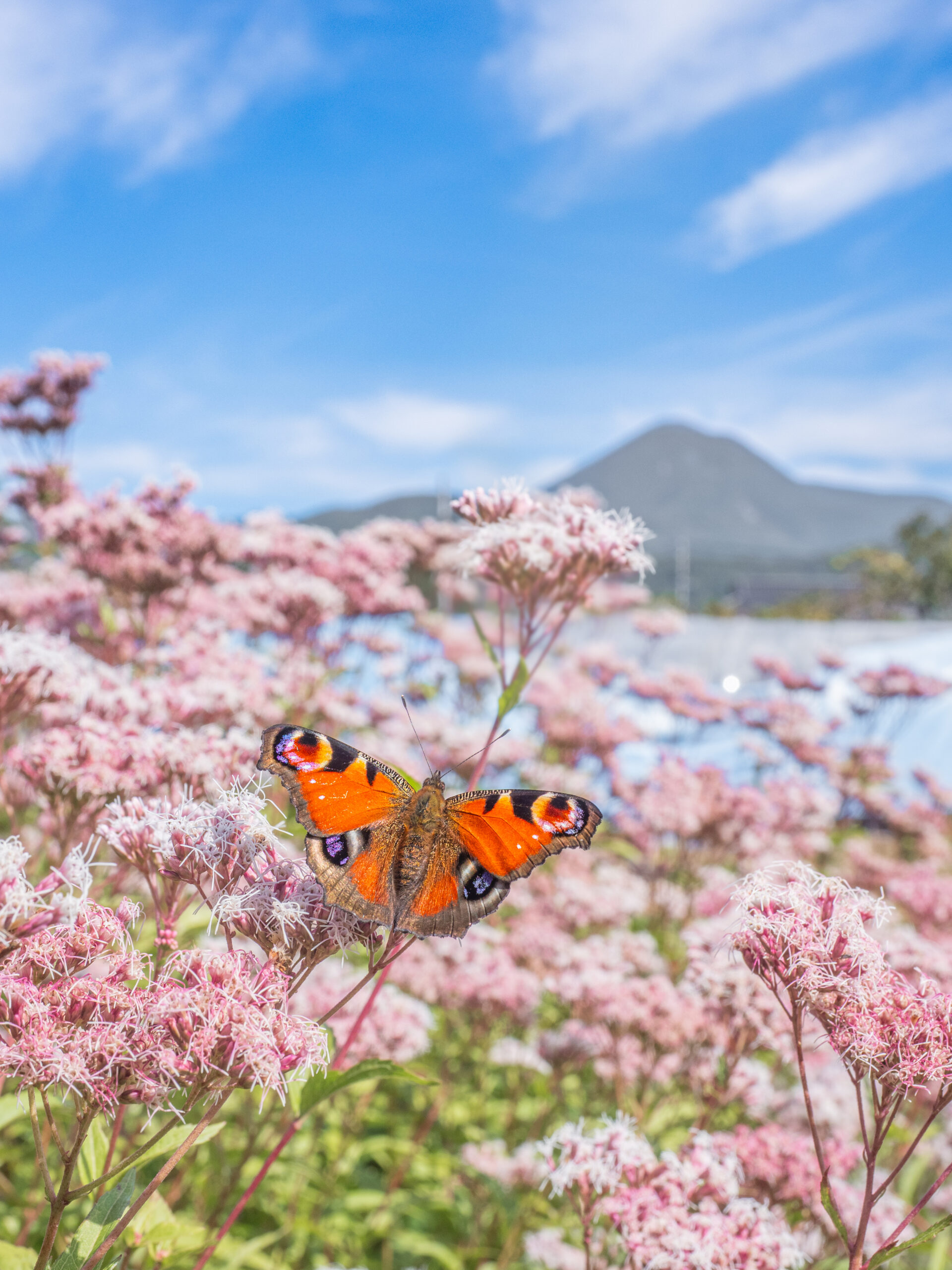 クジャクチョウ-Inachis io