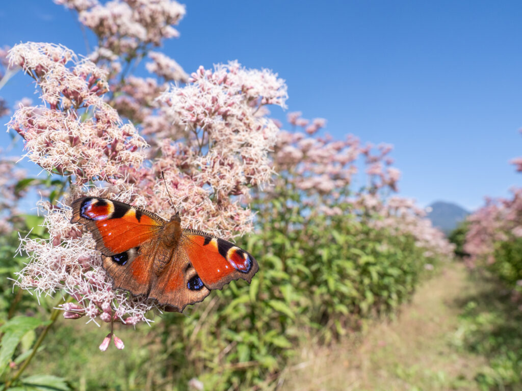 クジャクチョウ-Inachis io