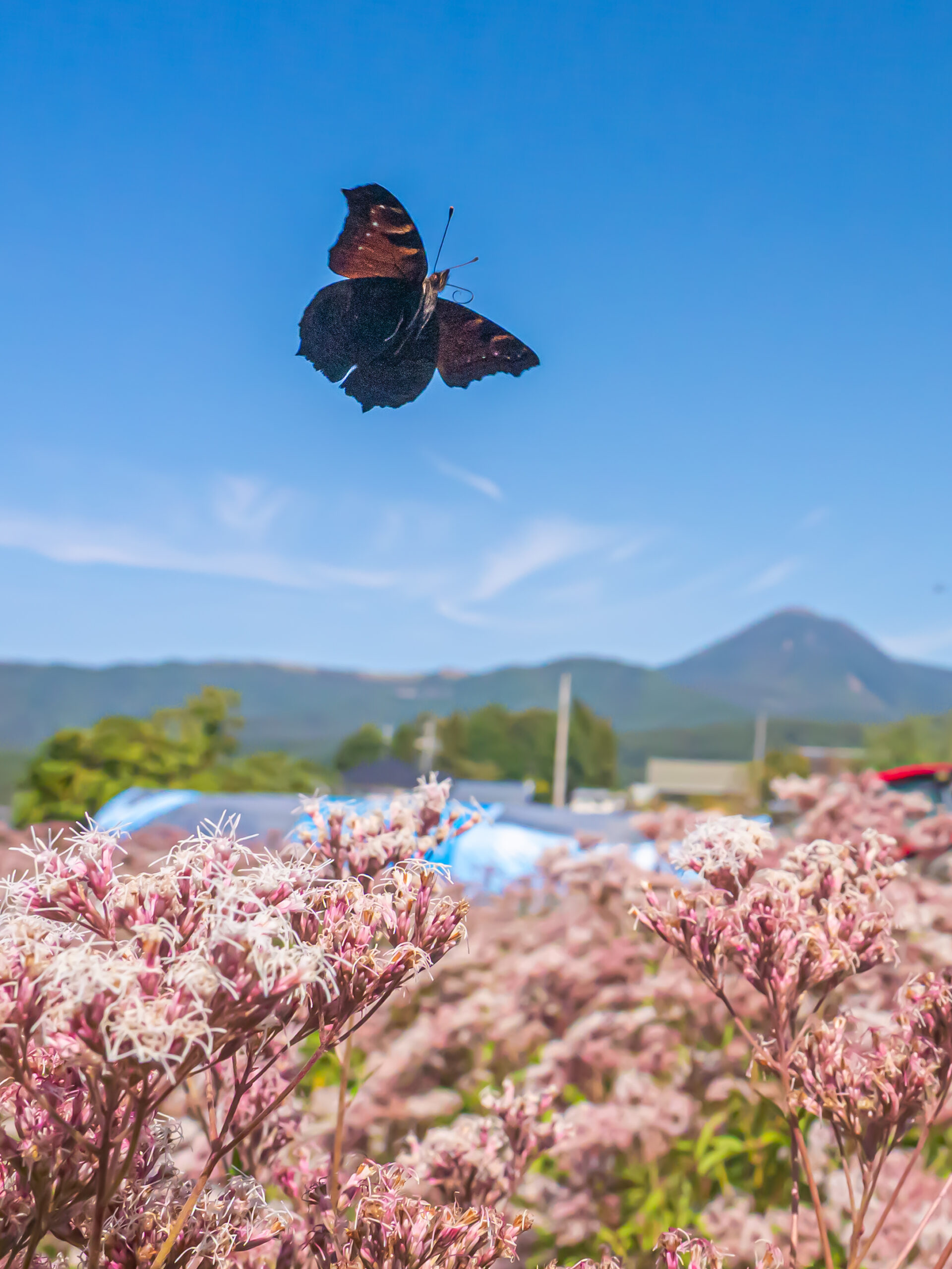 クジャクチョウ-Inachis io