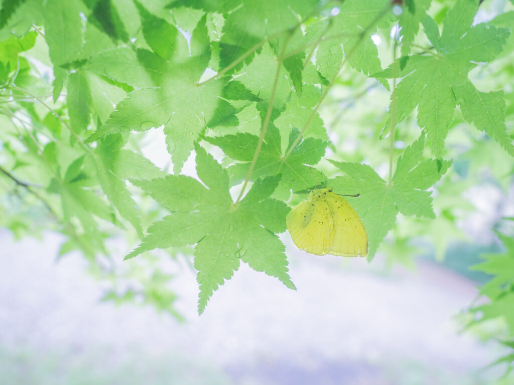 キタキチョウ-Eurema mandarina