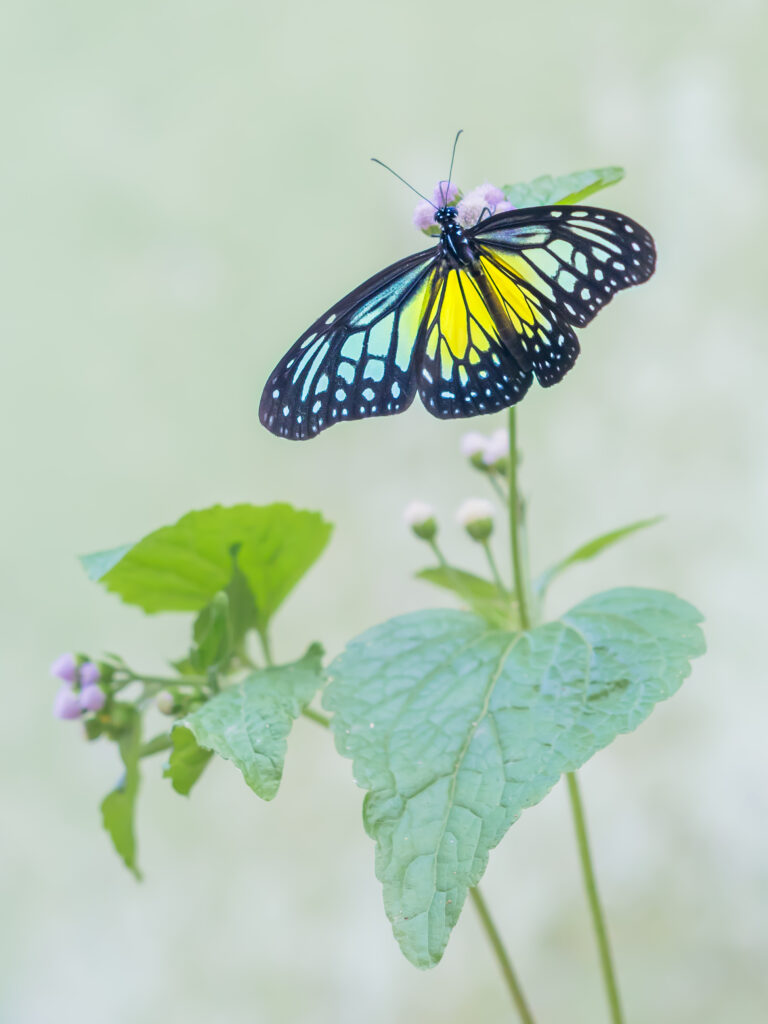 キシタマダラ-ウスキヒメアサギマダラ-Parantica aspasia