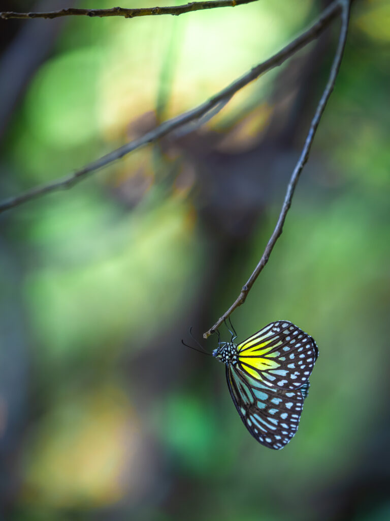 キシタマダラ-ウスキヒメアサギマダラ-Parantica aspasia