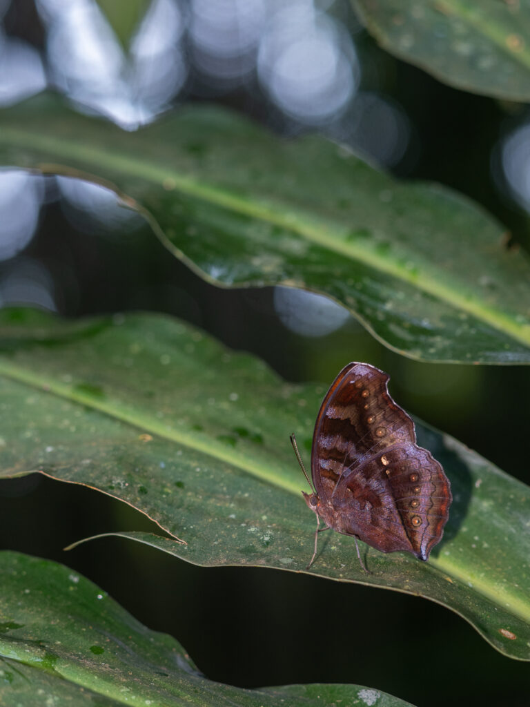 イワサキタテハモドキ-Junonia hedonia