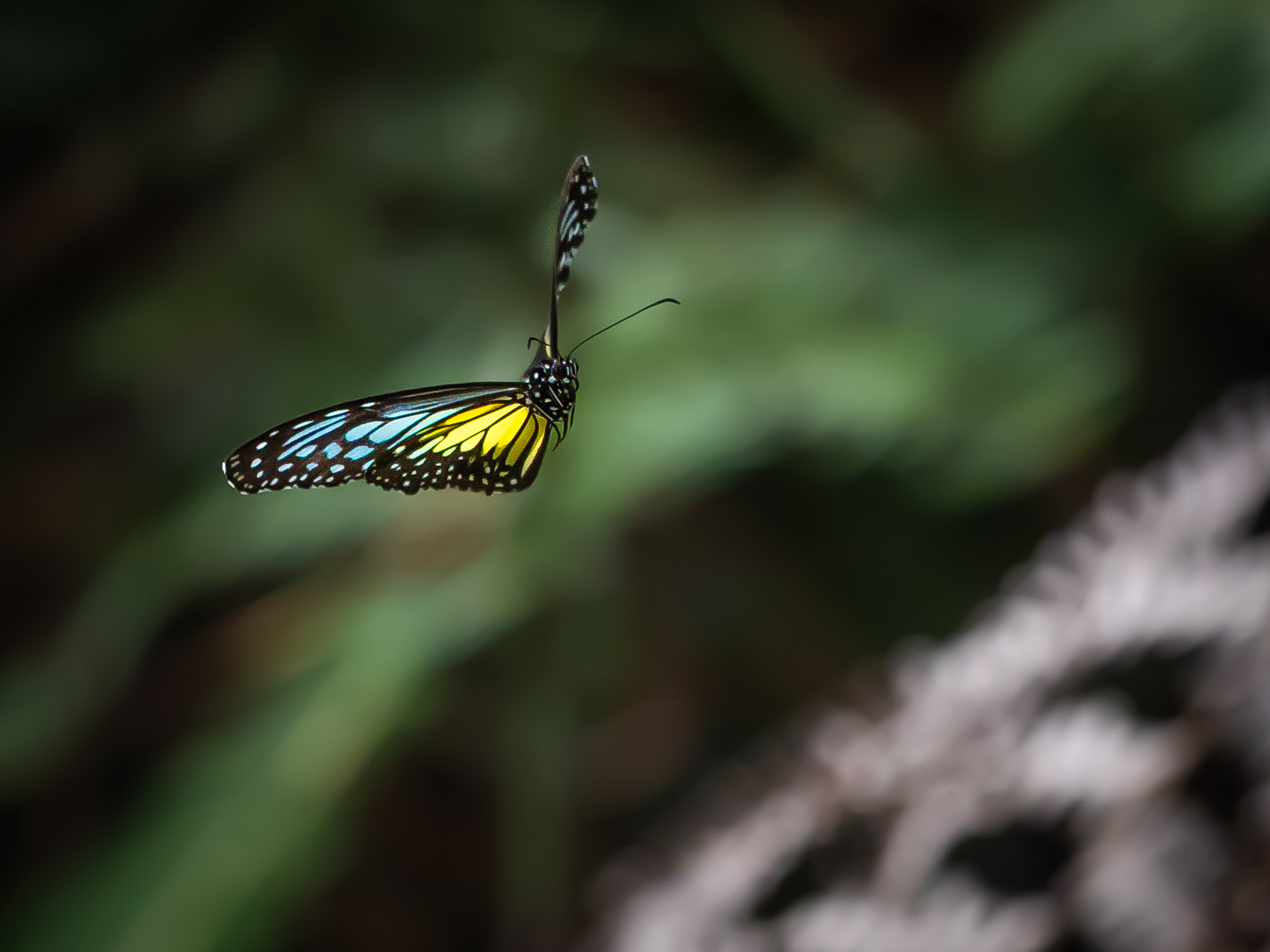 キシタマダラ-ウスキヒメアサギマダラ-Parantica aspasia