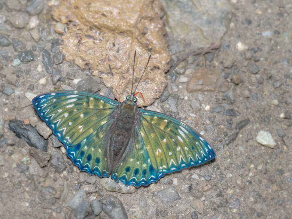 スミナガシ-Dichorragia nesimachus