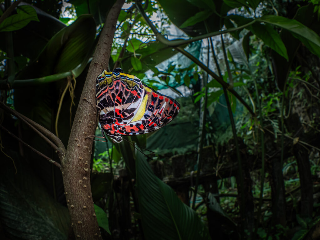 ヤイロタテハ- Agatasa calydonia