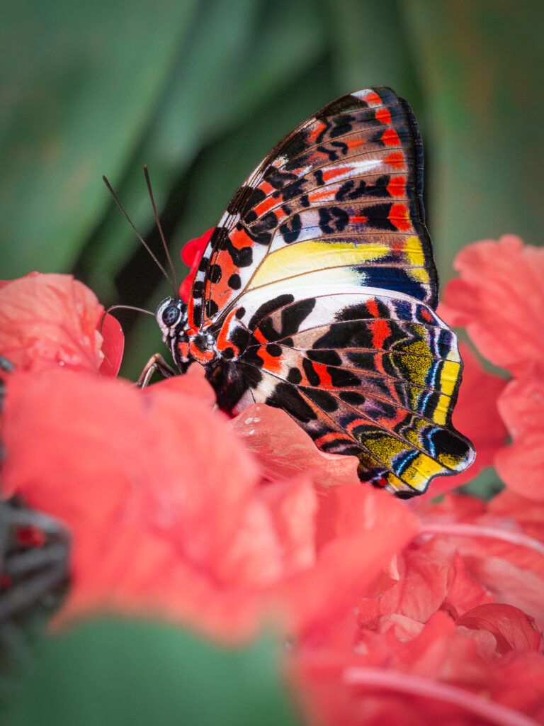 ヤイロタテハ- Agatasa calydonia
