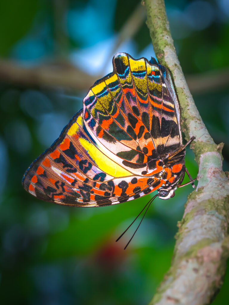 ヤイロタテハ- Agatasa calydonia