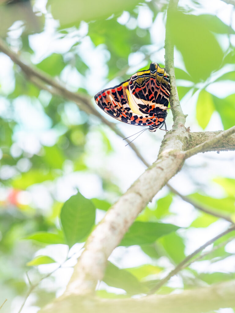 ヤイロタテハ- Agatasa calydonia