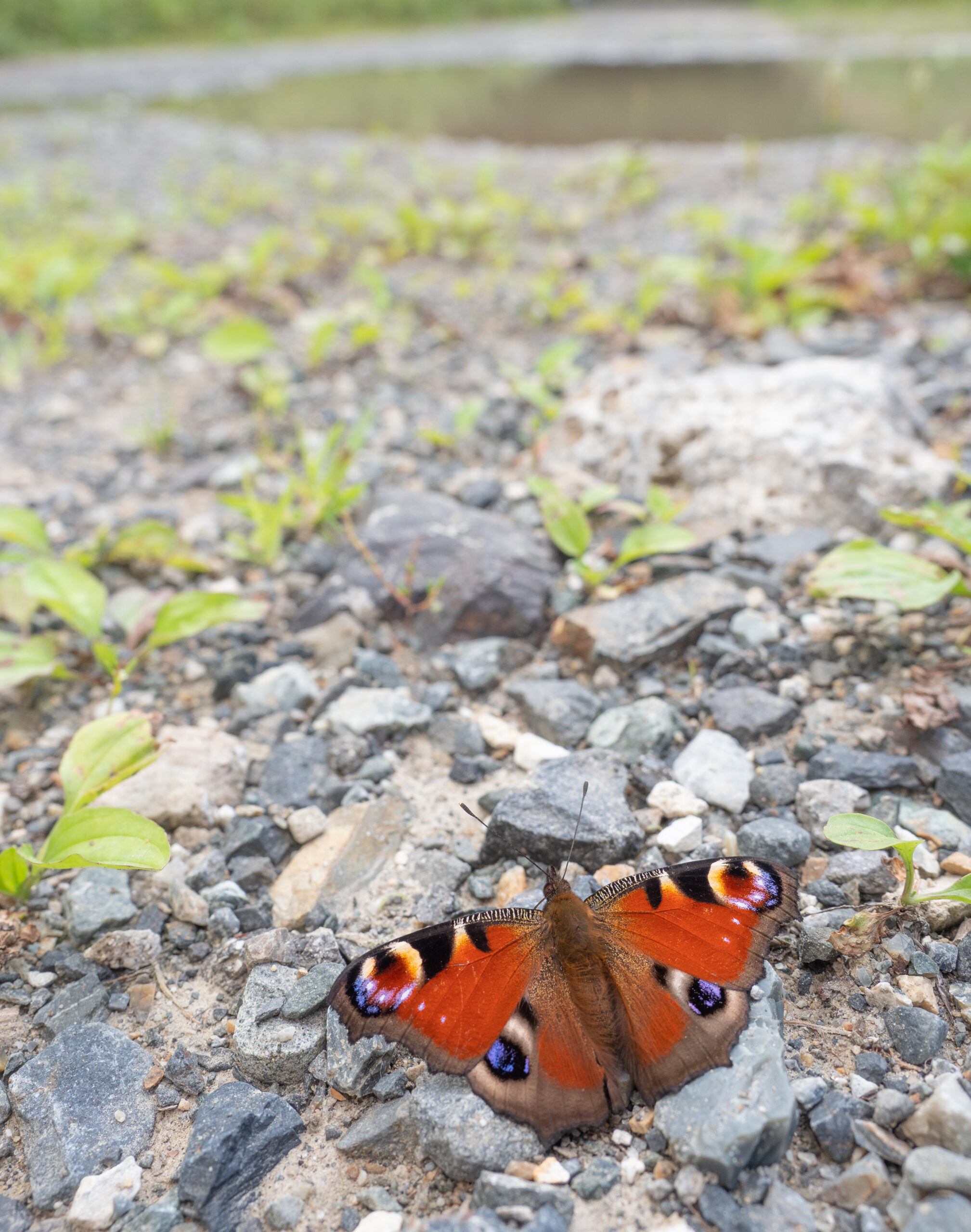 クジャクチョウ-Inachis io