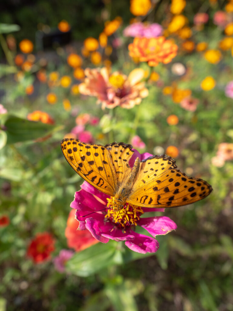 ツマグロヒョウモン-Argyreus hyperbius