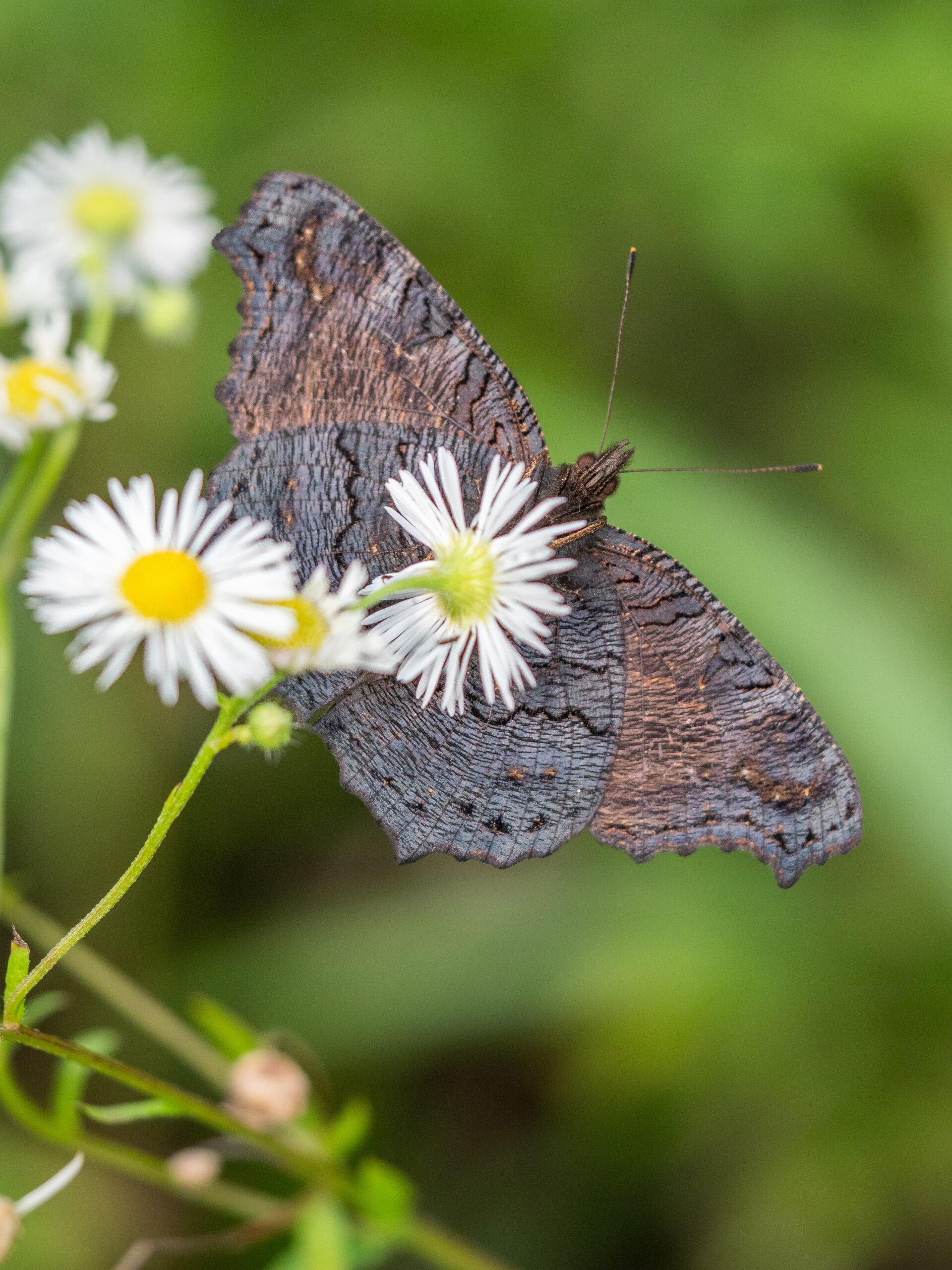 クジャクチョウ-Inachis io