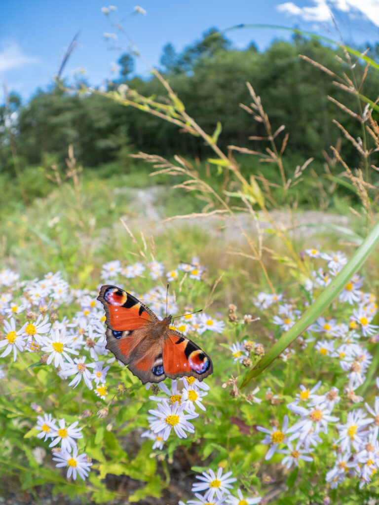 クジャクチョウ-Inachis io
