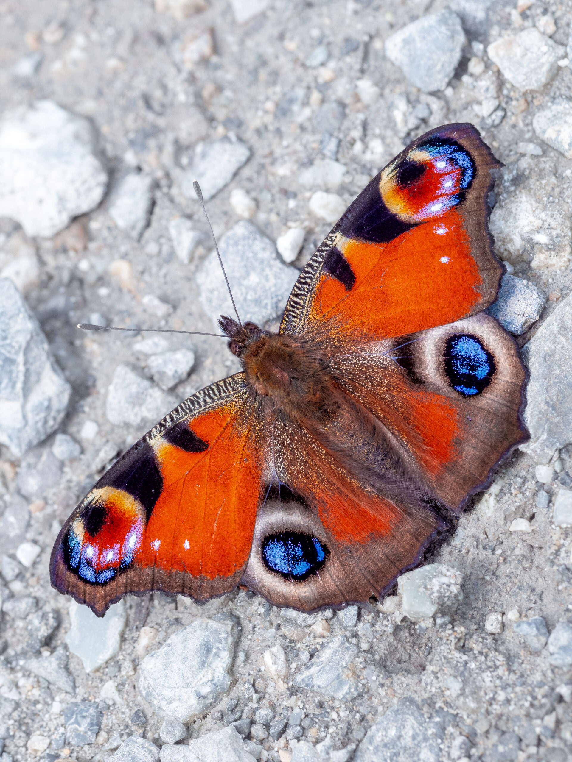 クジャクチョウ-Inachis io