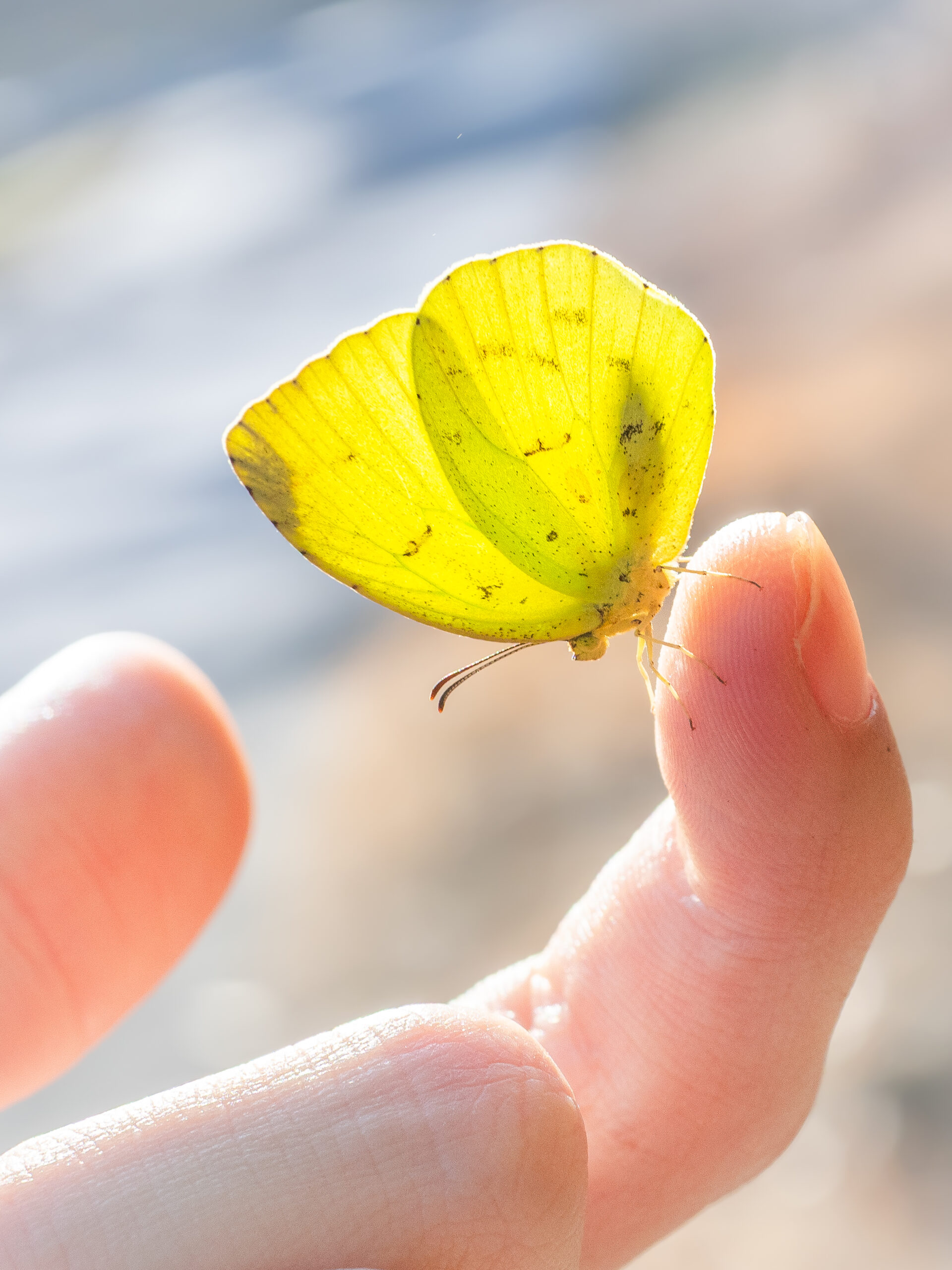 キタキチョウ-Eurema mandarina