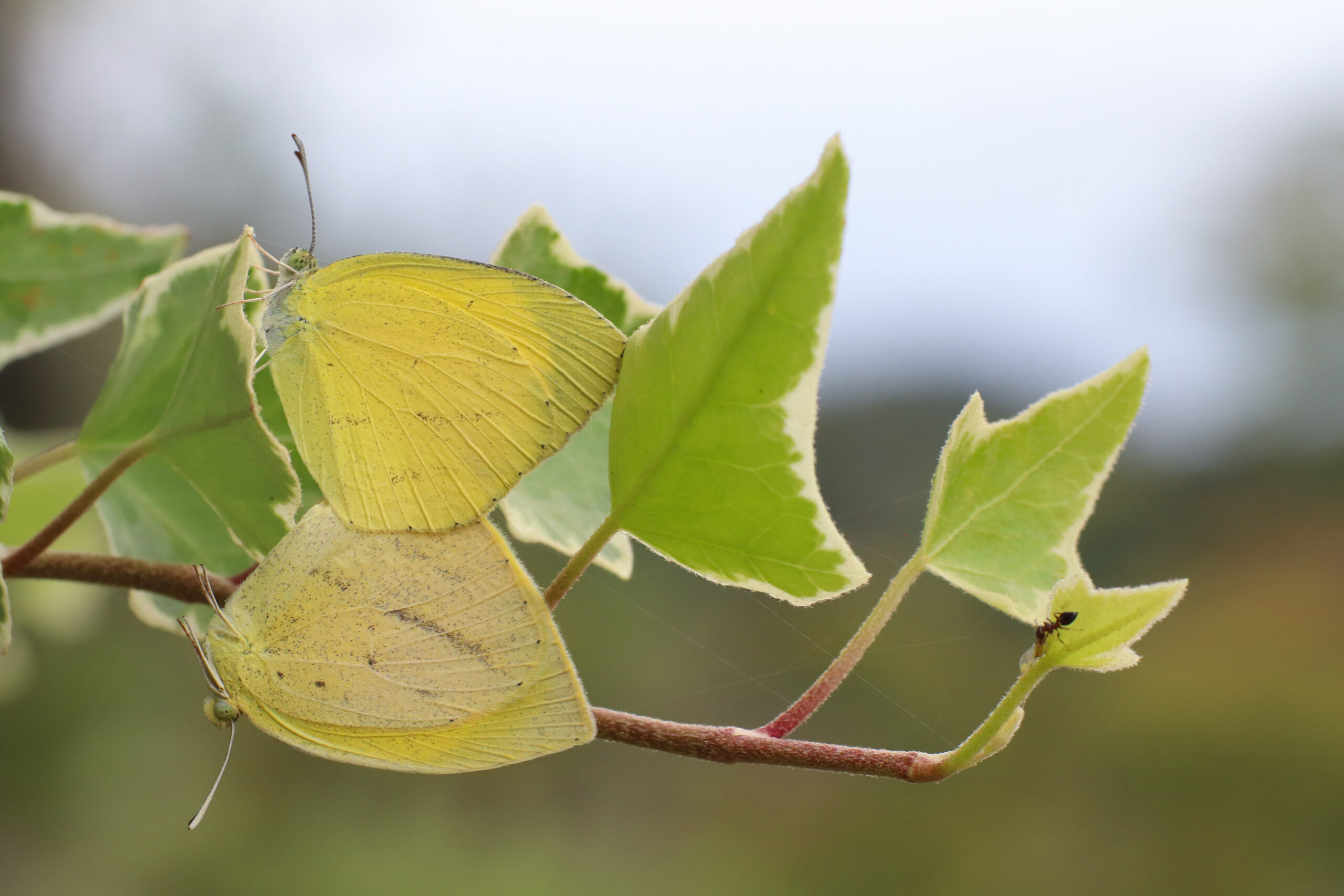 ツマグロキチョウ-Eurema laeta-交尾