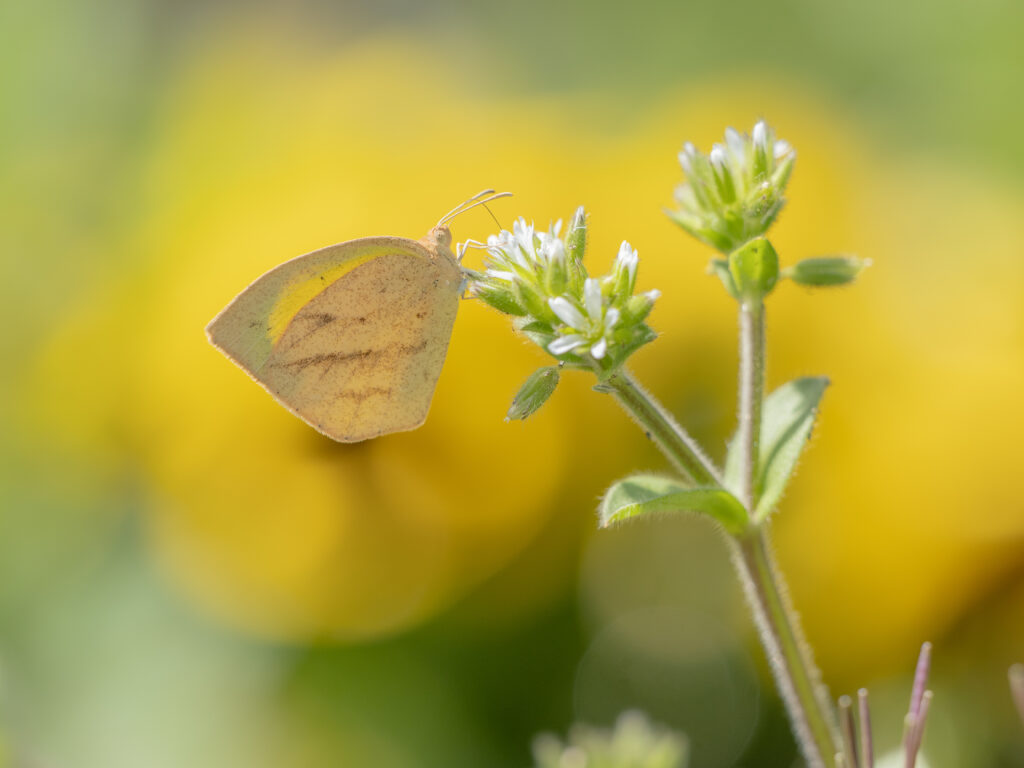 ツマグロキチョウ-Eurema laeta-越冬