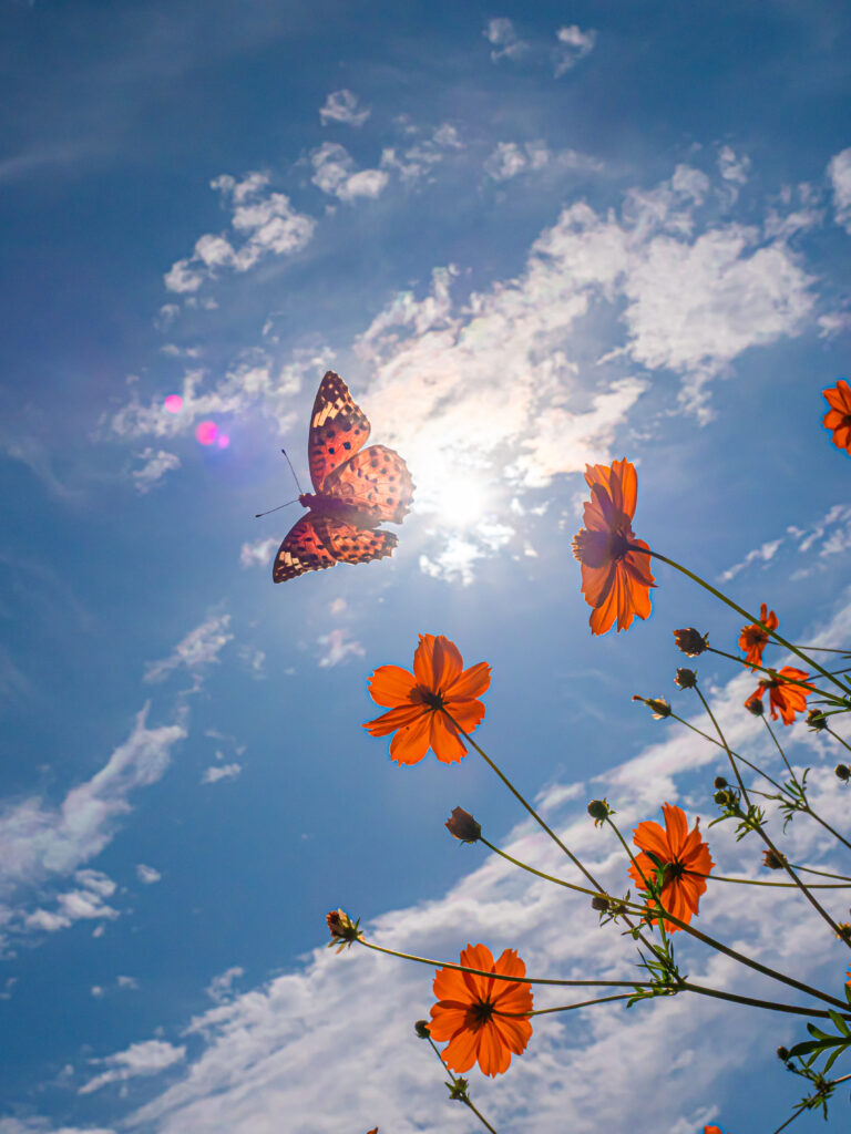 ツマグロヒョウモン-Argyreus hyperbius