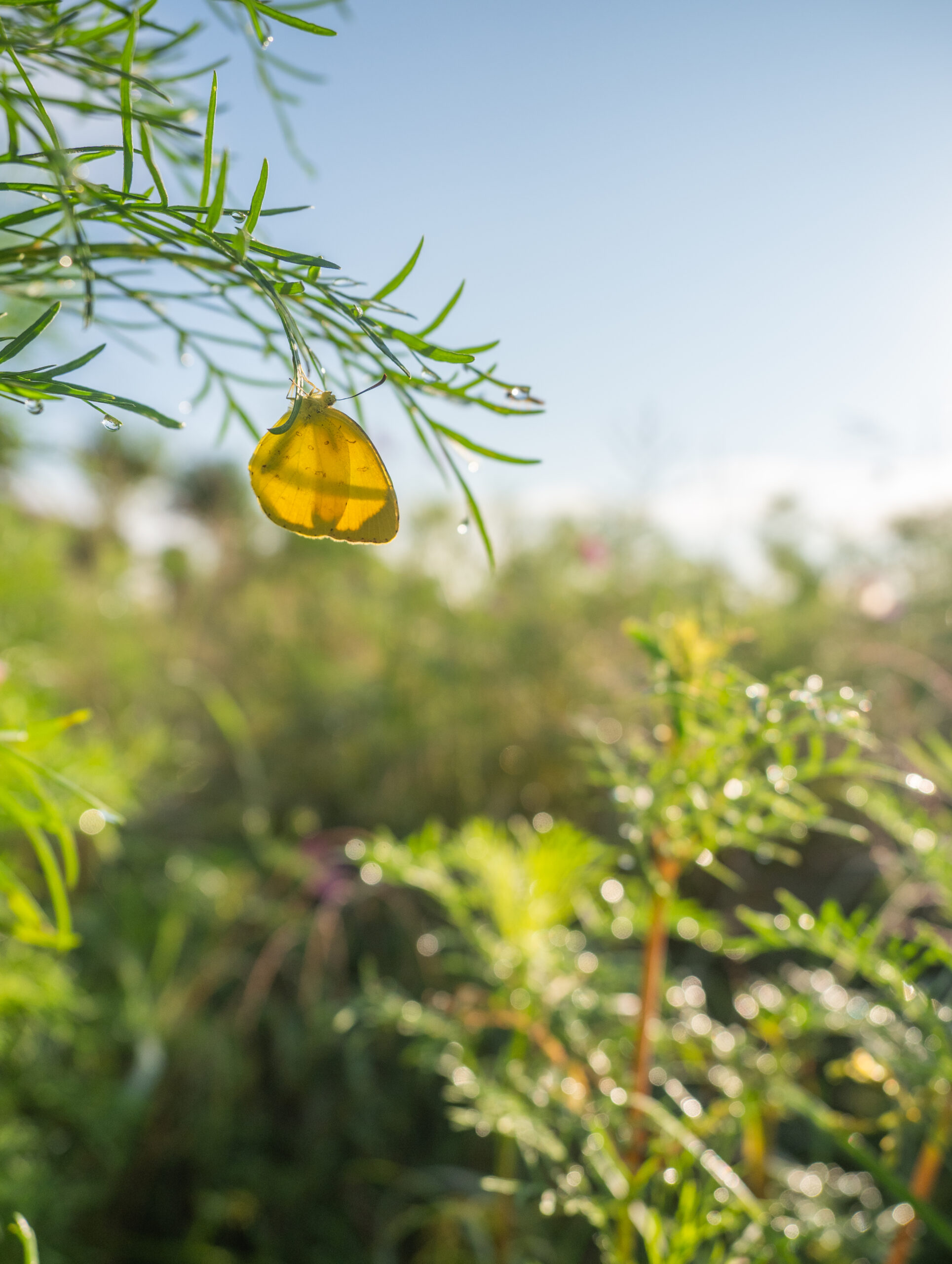 キタキチョウ-Eurema mandarina