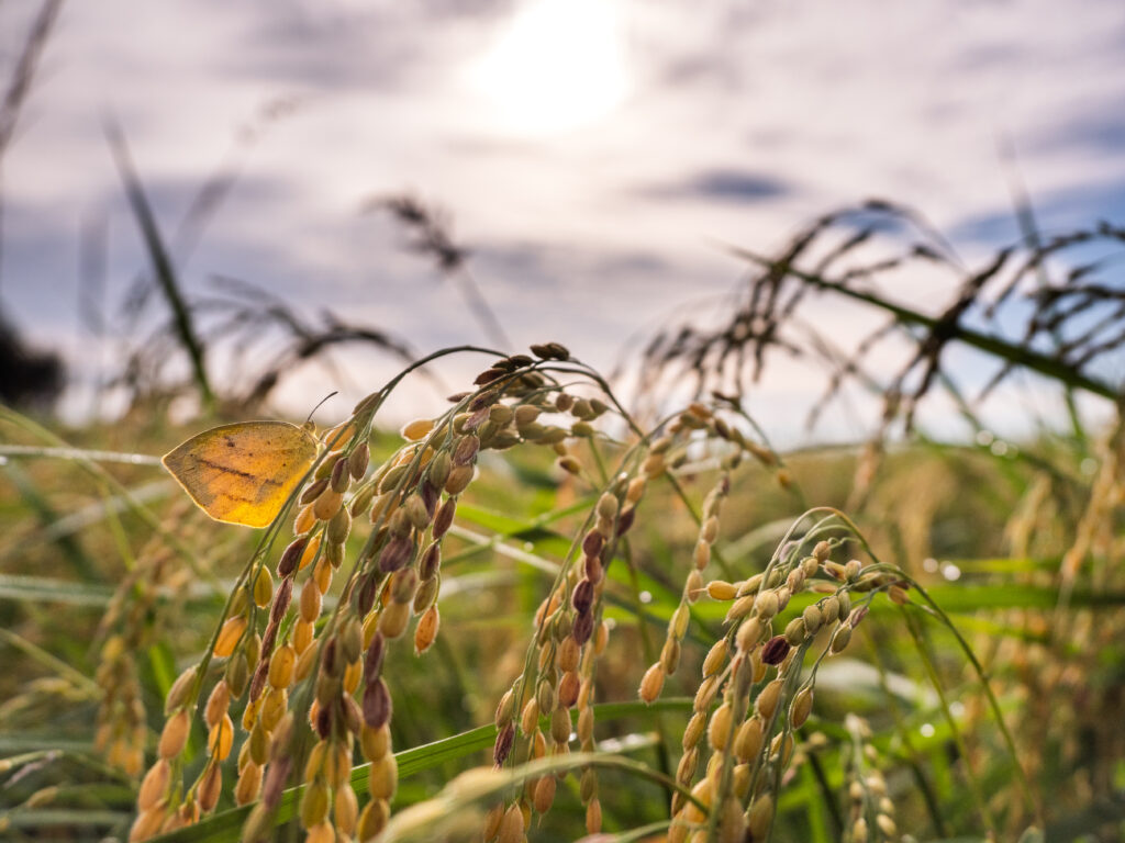 ツマグロキチョウ-Eurema laeta