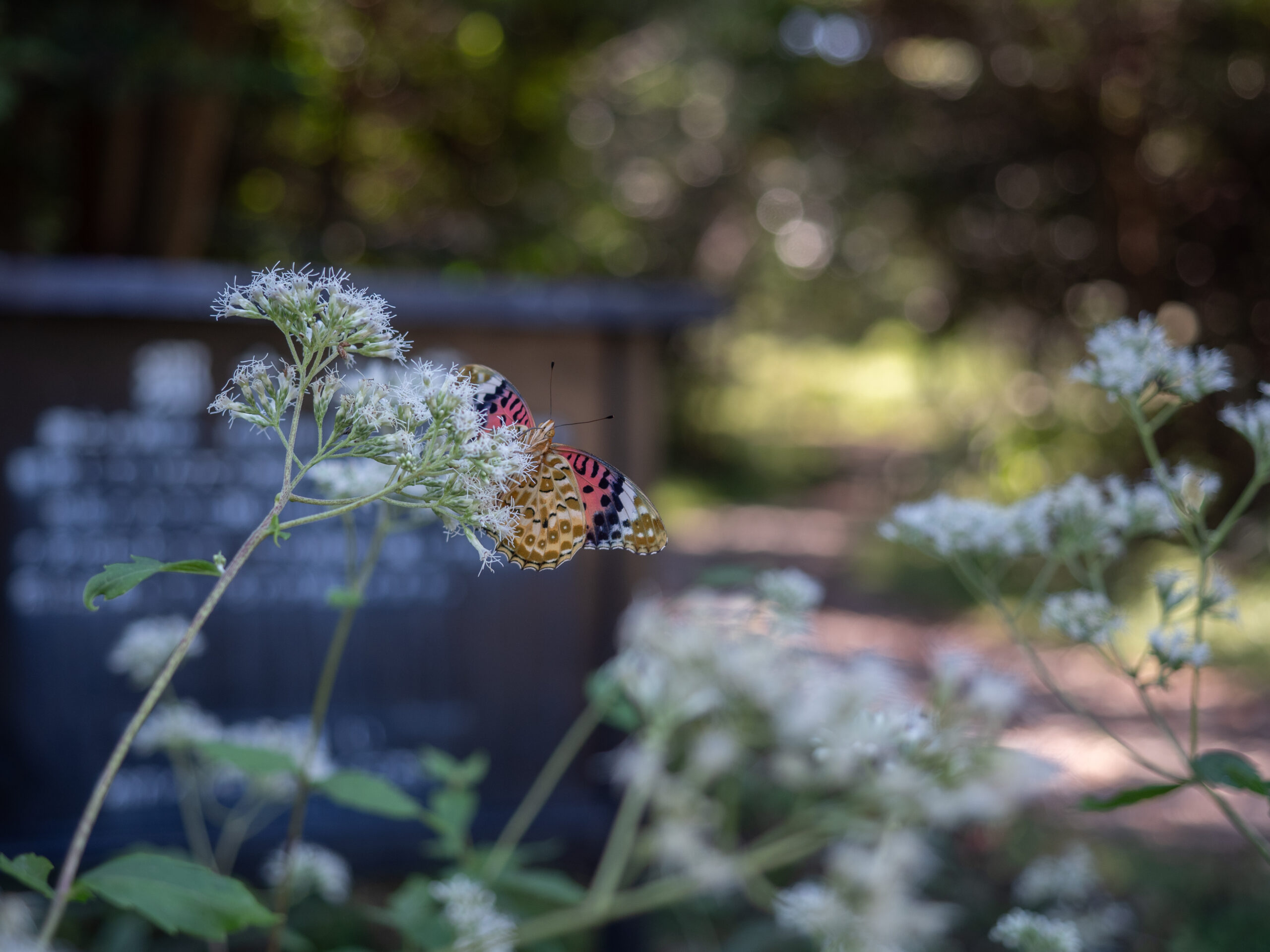 ツマグロヒョウモン-Argyreus hyperbius