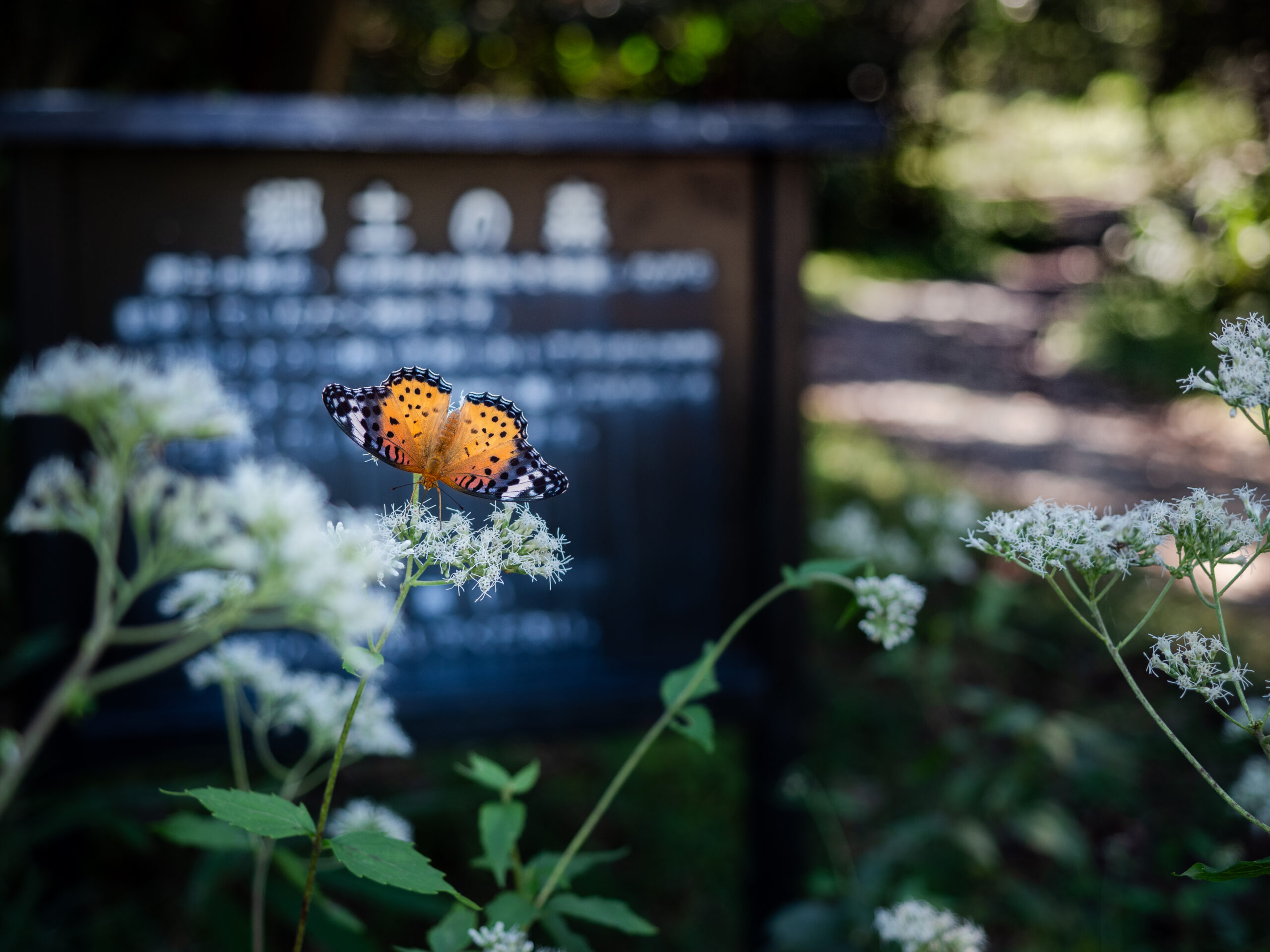 ツマグロヒョウモン-Argyreus hyperbius
