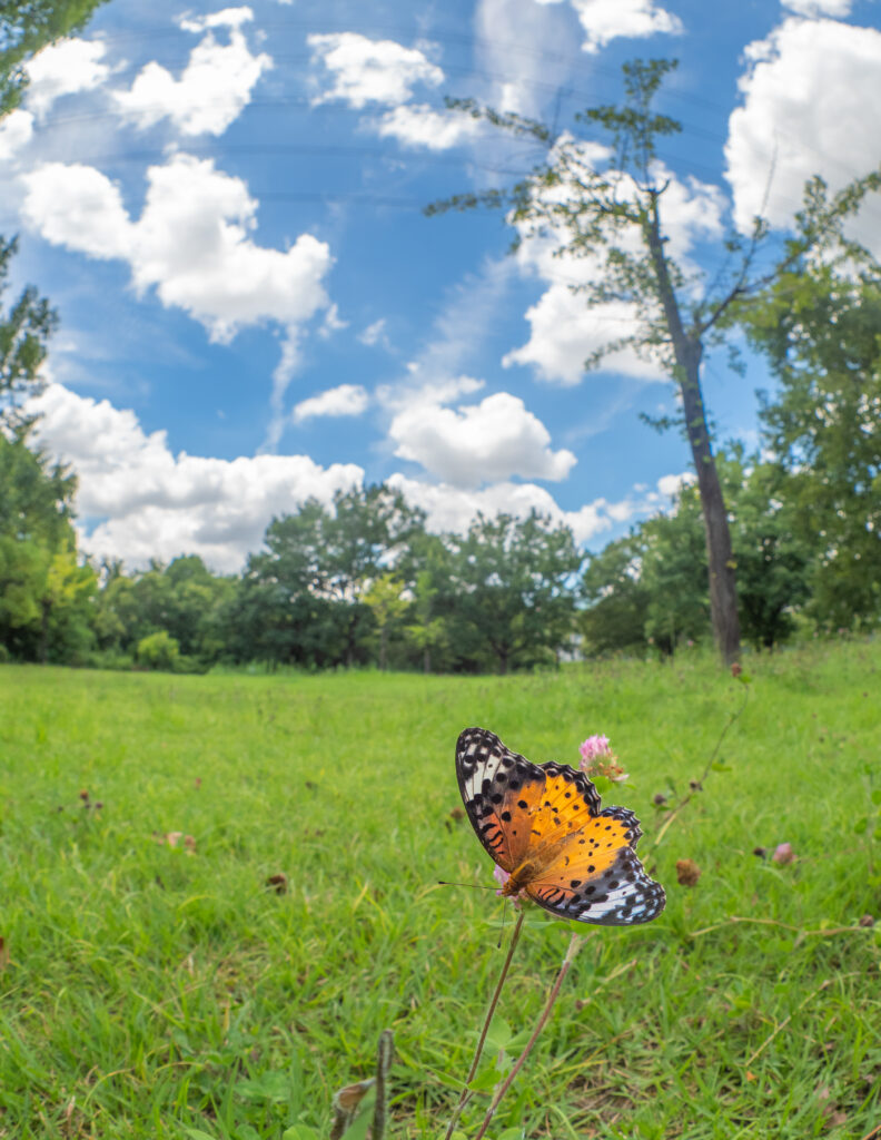 ツマグロヒョウモン-Argyreus hyperbius