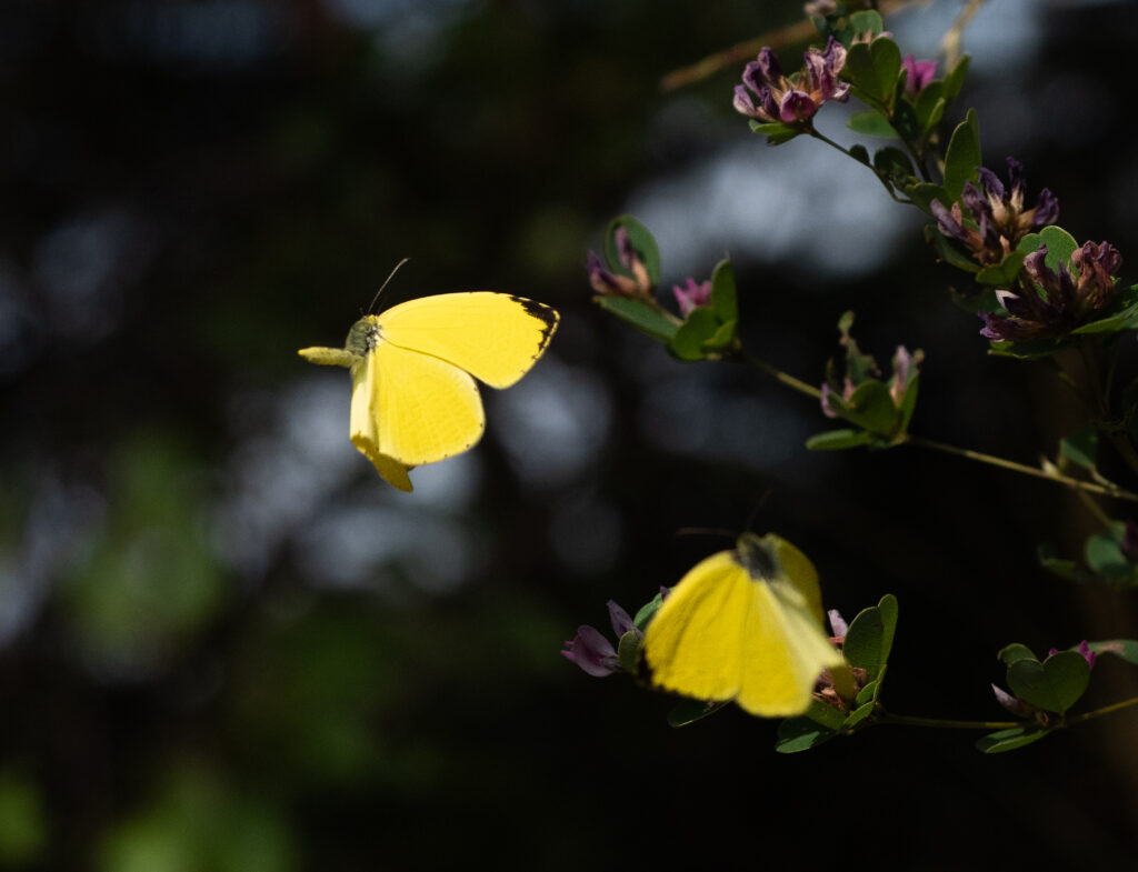 キタキチョウ-Eurema mandarina