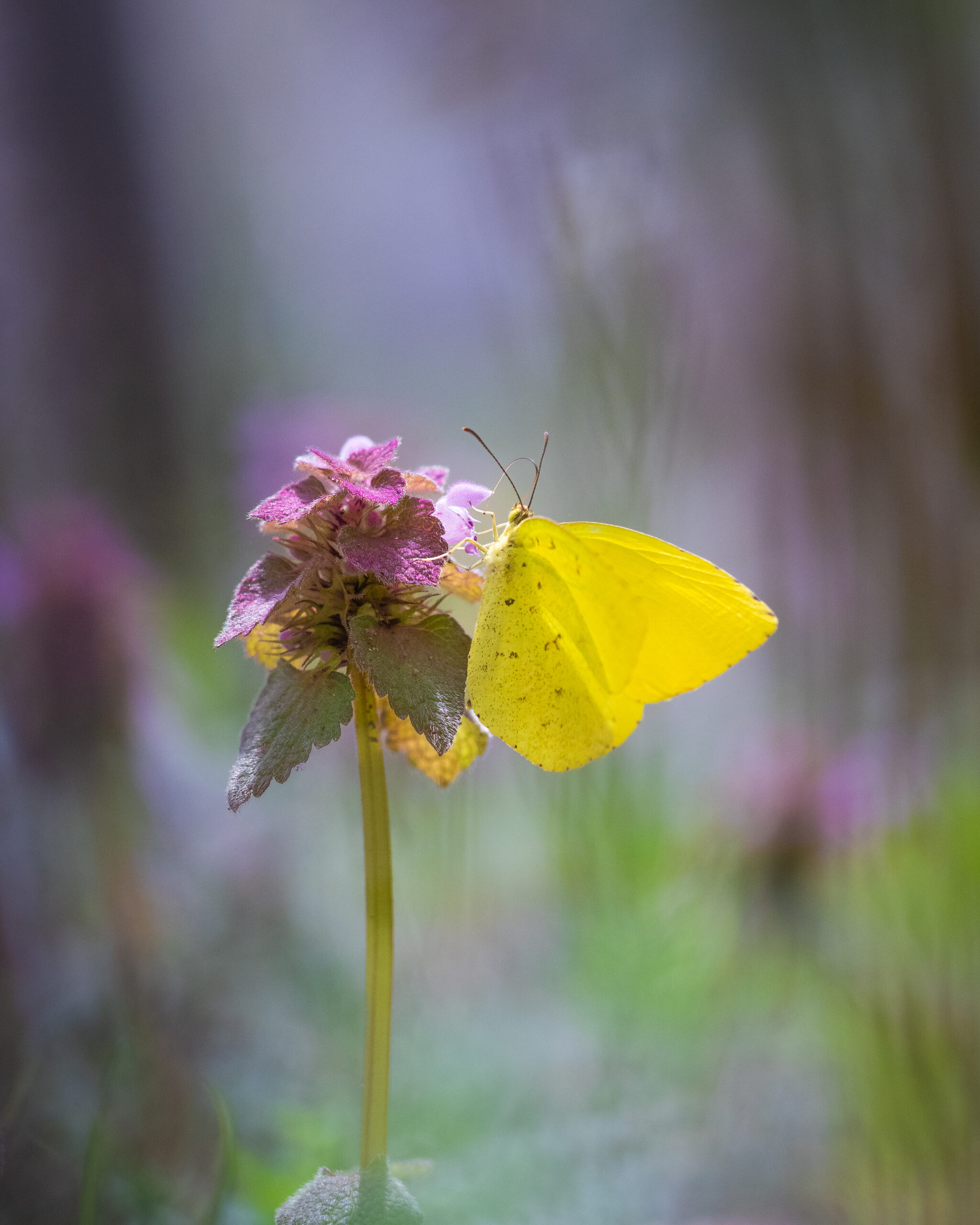 キタキチョウ-Eurema mandarina