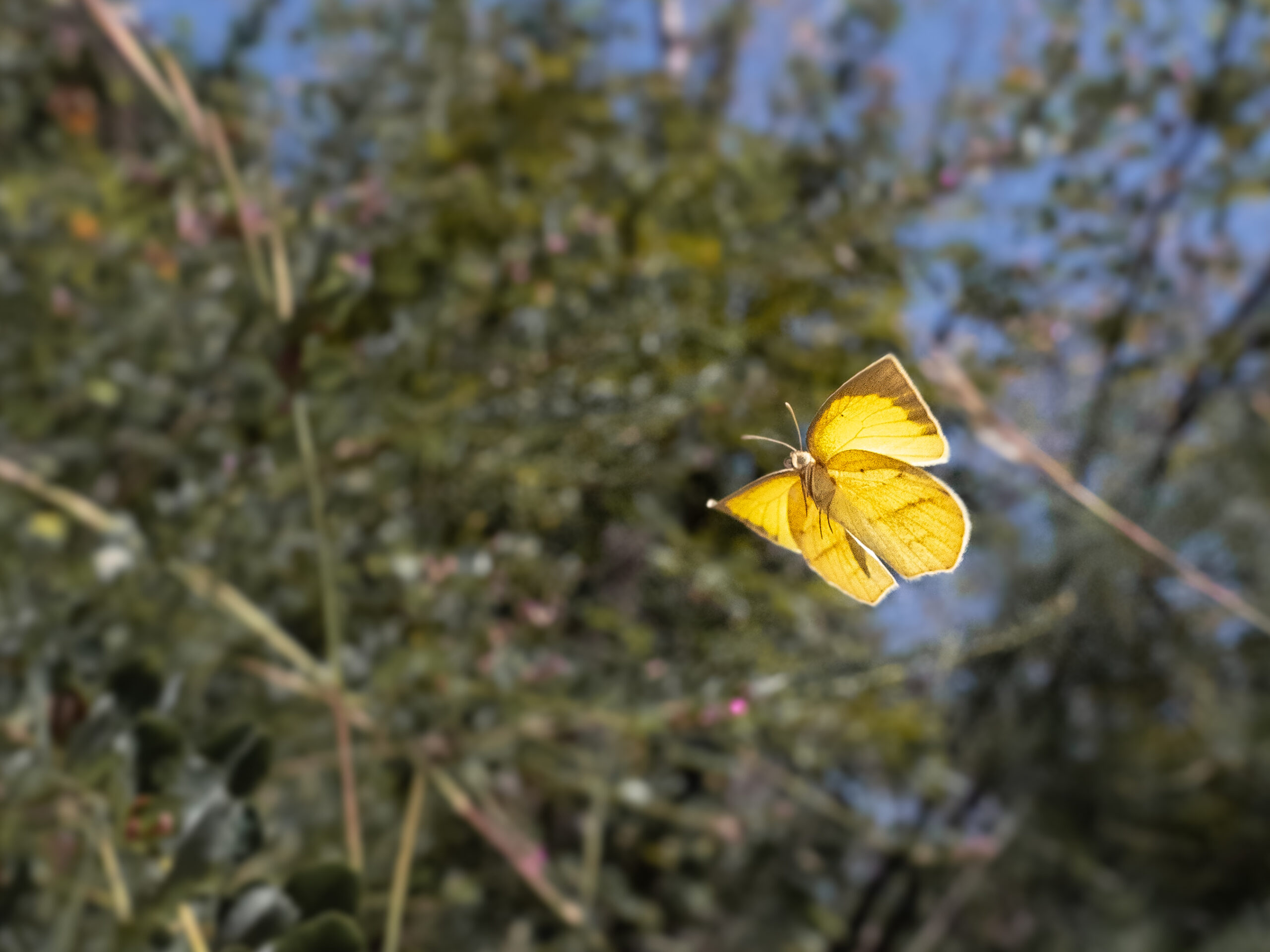 ツマグロキチョウ-Eurema laeta