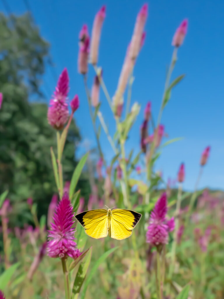 ツマグロキチョウ-Eurema laeta