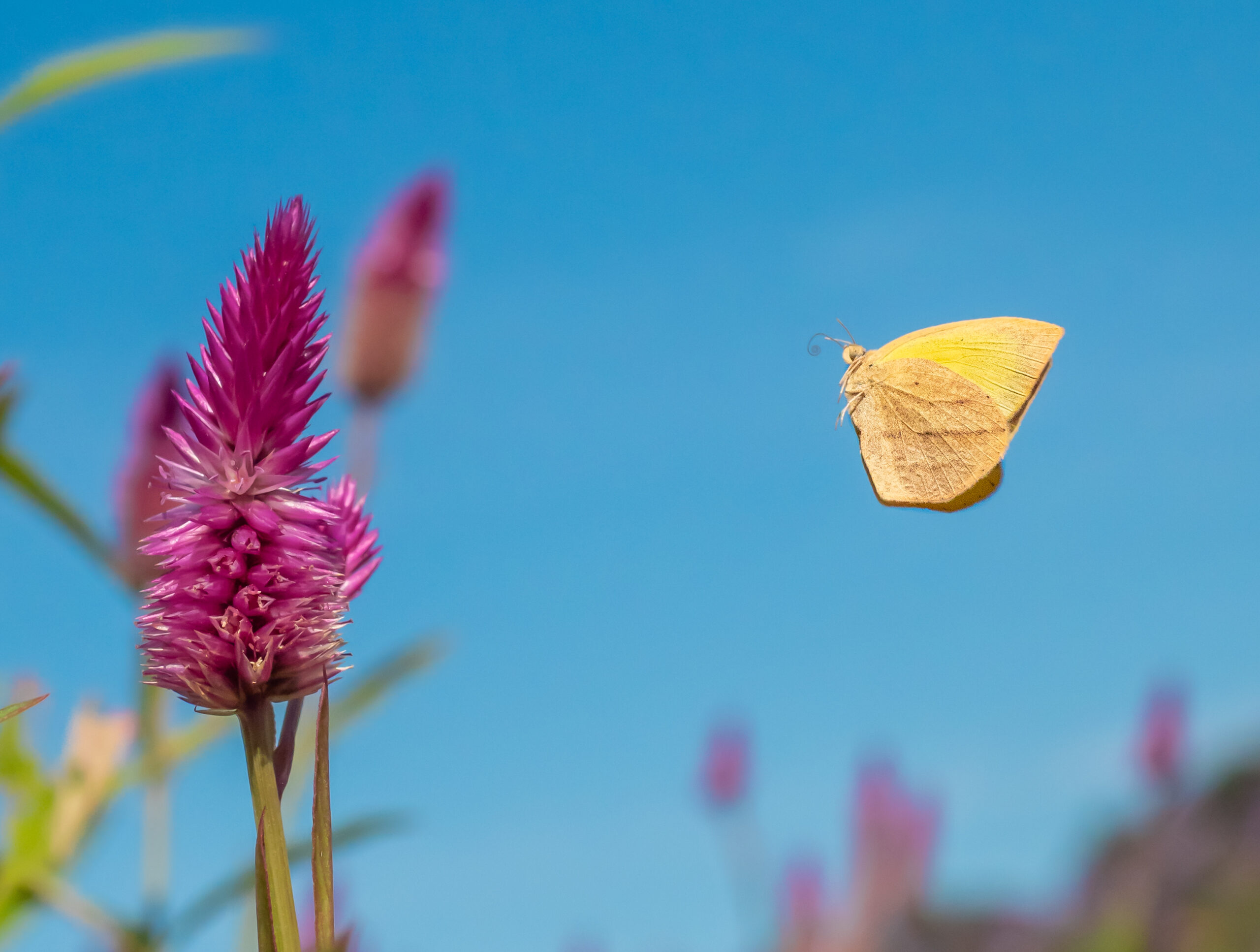 ツマグロキチョウ-Eurema laeta