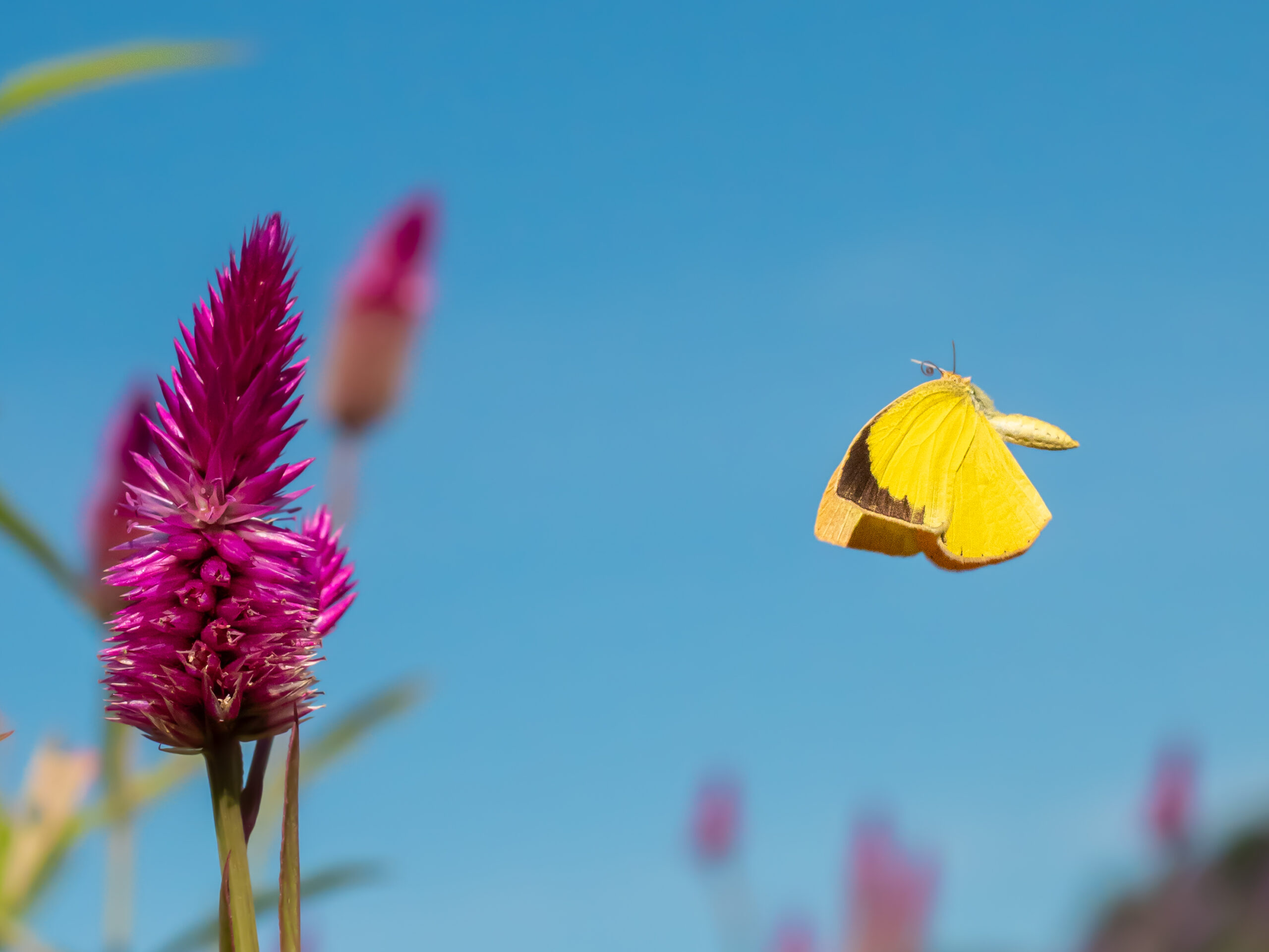 ツマグロキチョウ-Eurema laeta