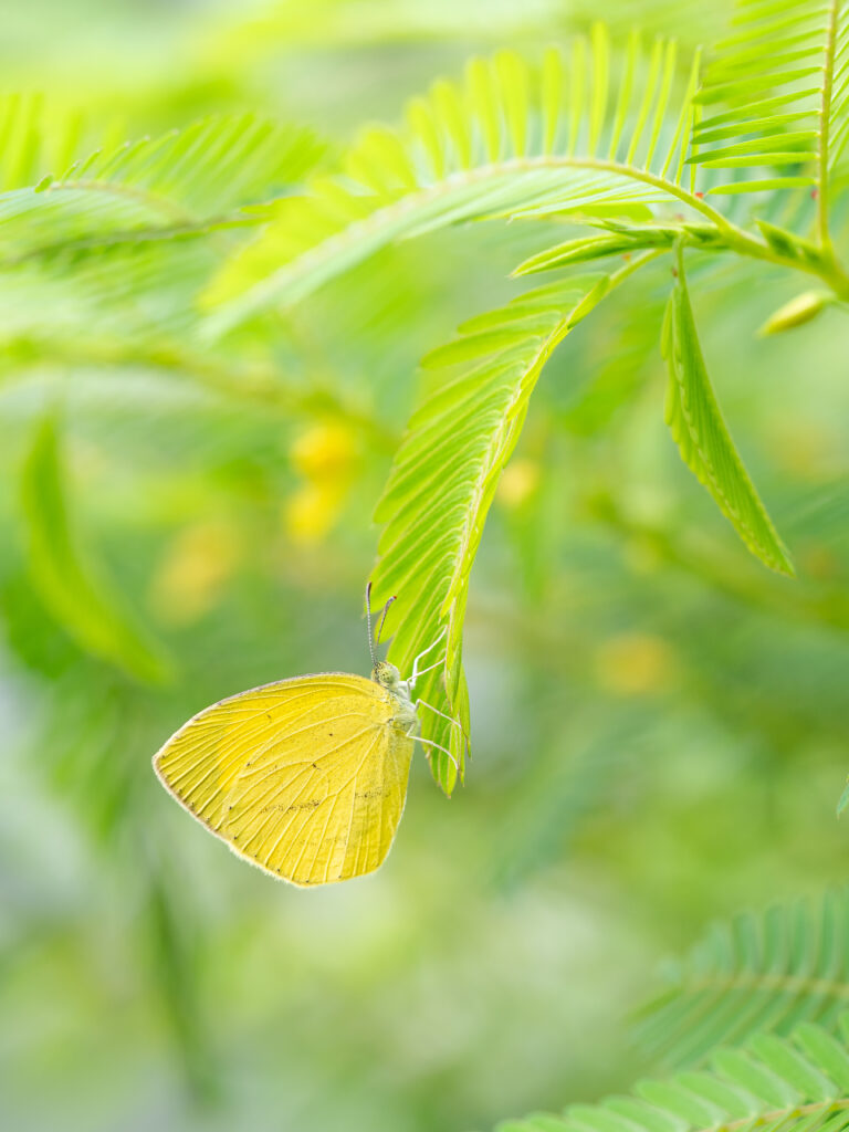 ツマグロキチョウ-Eurema laeta-アレチケツメイ