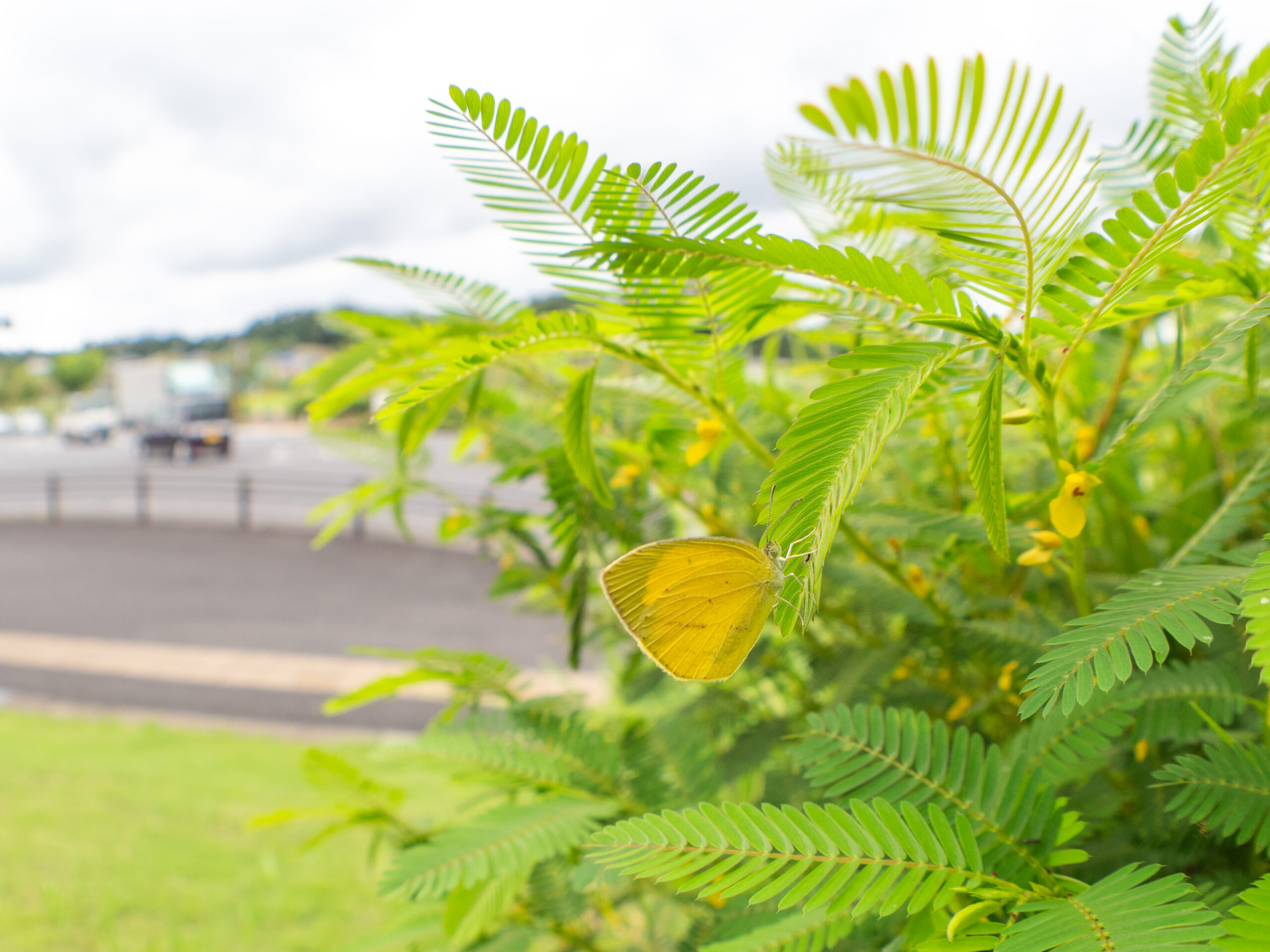 ツマグロキチョウ-Eurema laeta-アレチケツメイ