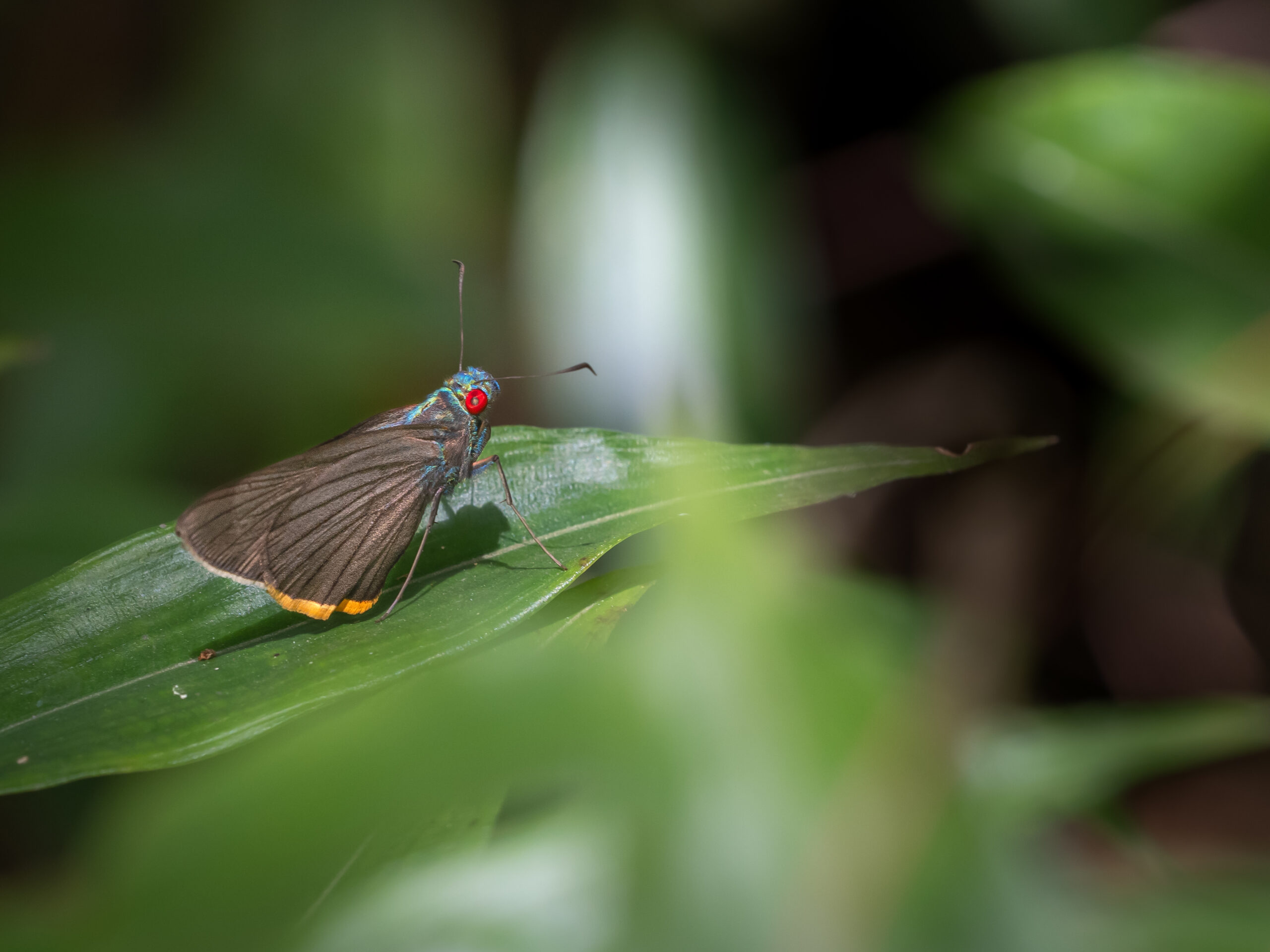 アオアカメセセリ-Matapa sasivarna