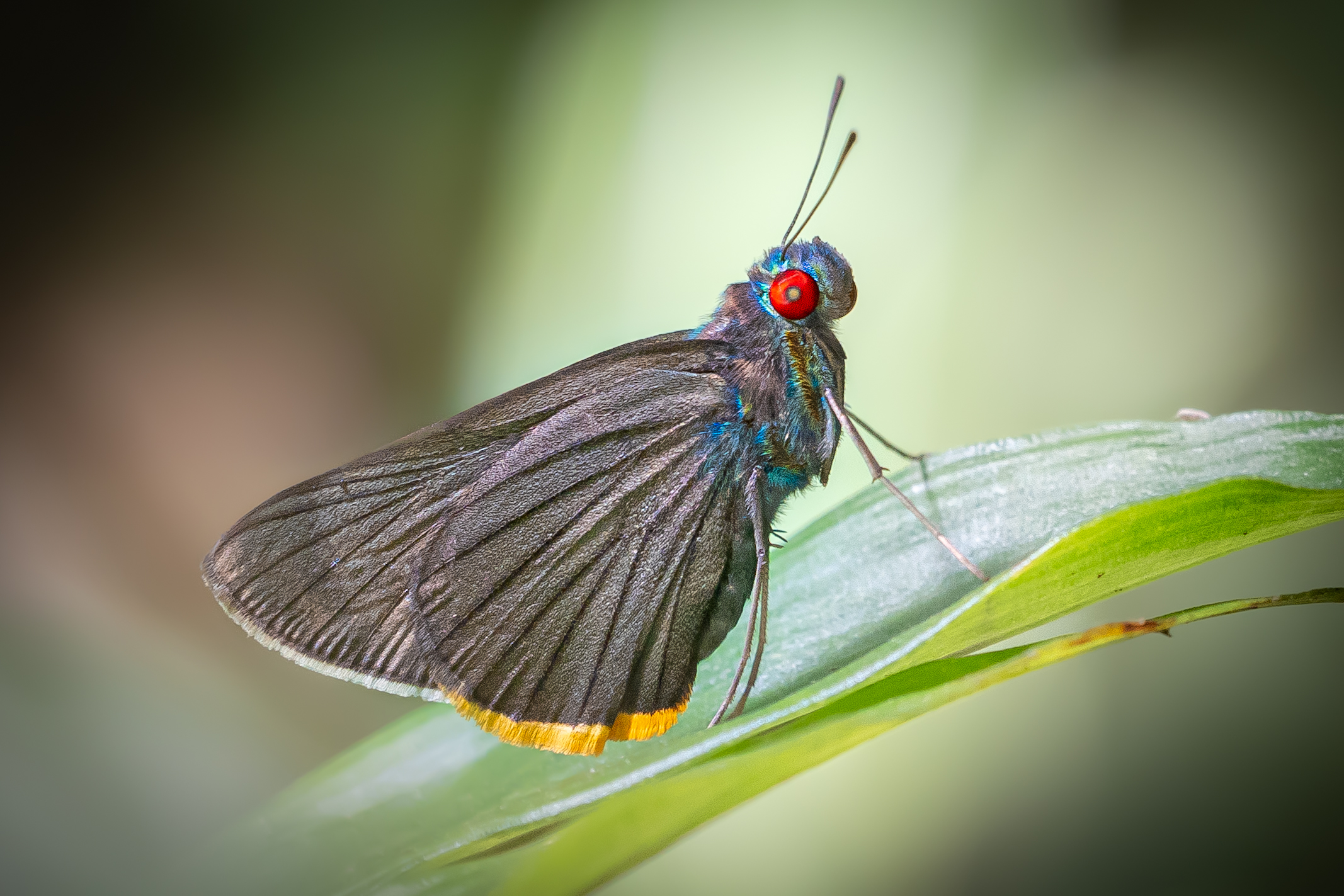 アオアカメセセリ-Matapa sasivarna