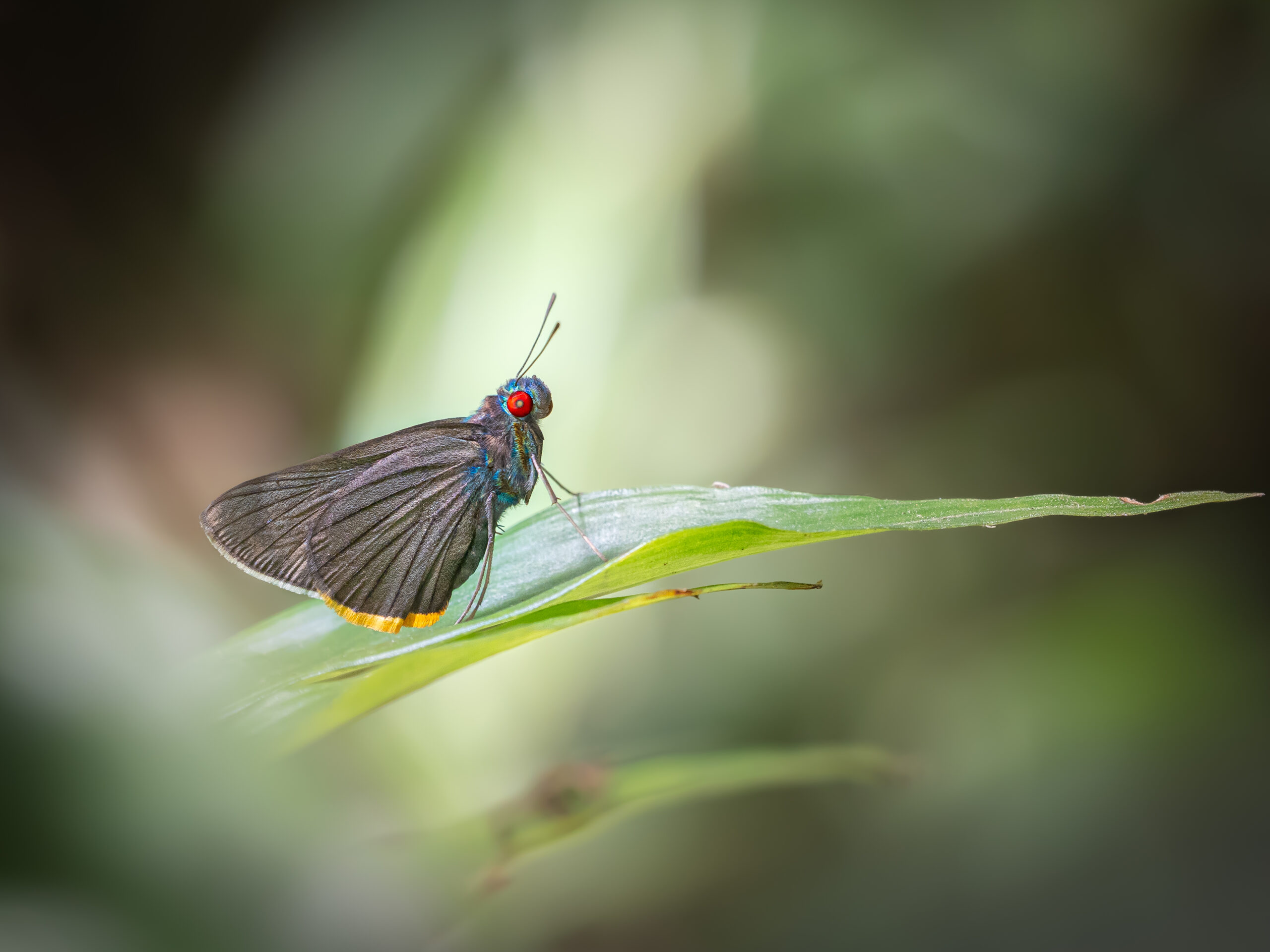 アオアカメセセリ-Matapa sasivarna