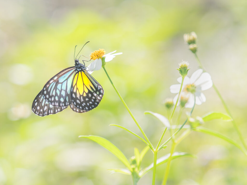 キシタマダラ-ウスキヒメアサギマダラ-Parantica aspasia