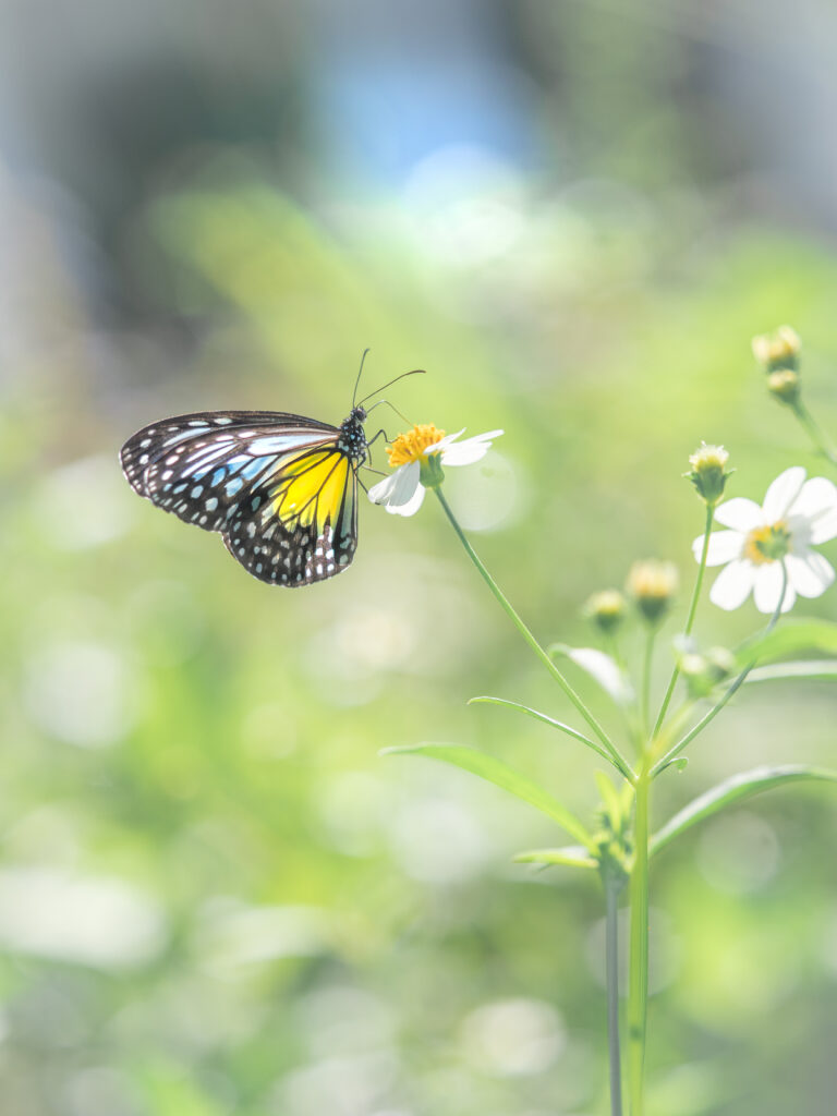 キシタマダラ-ウスキヒメアサギマダラ-Parantica aspasia