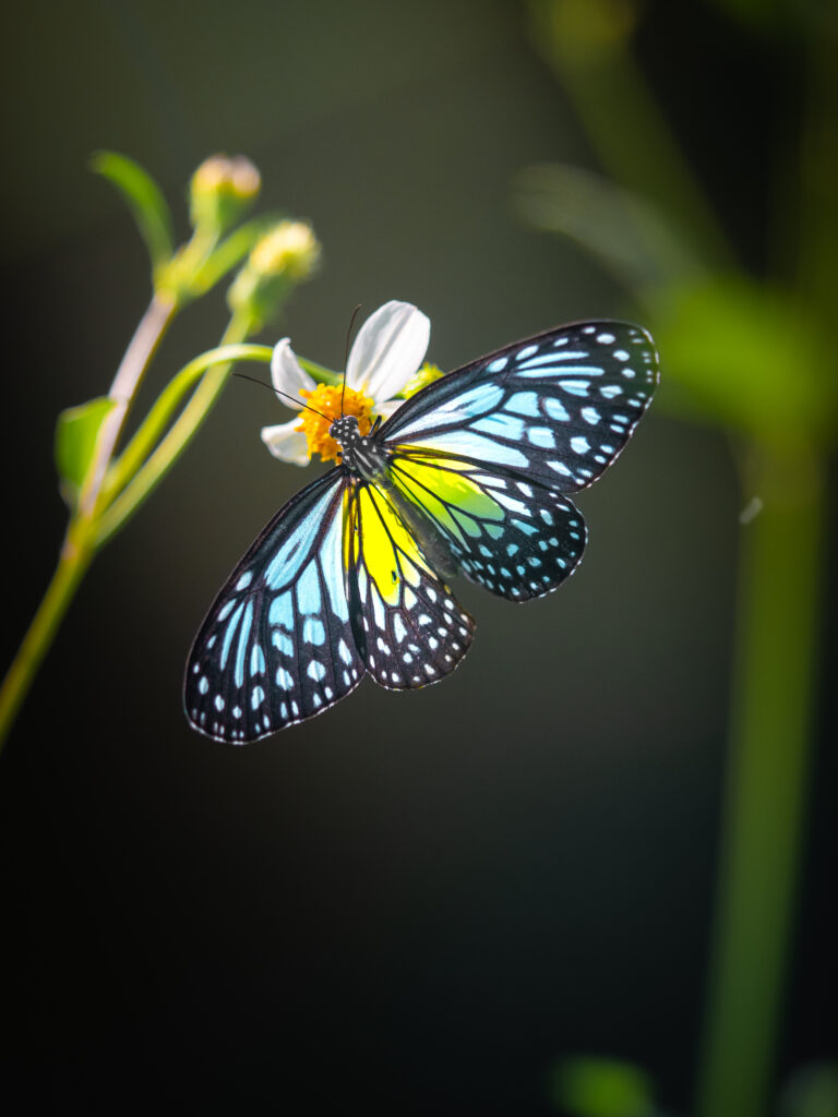 キシタマダラ-ウスキヒメアサギマダラ-Parantica aspasia