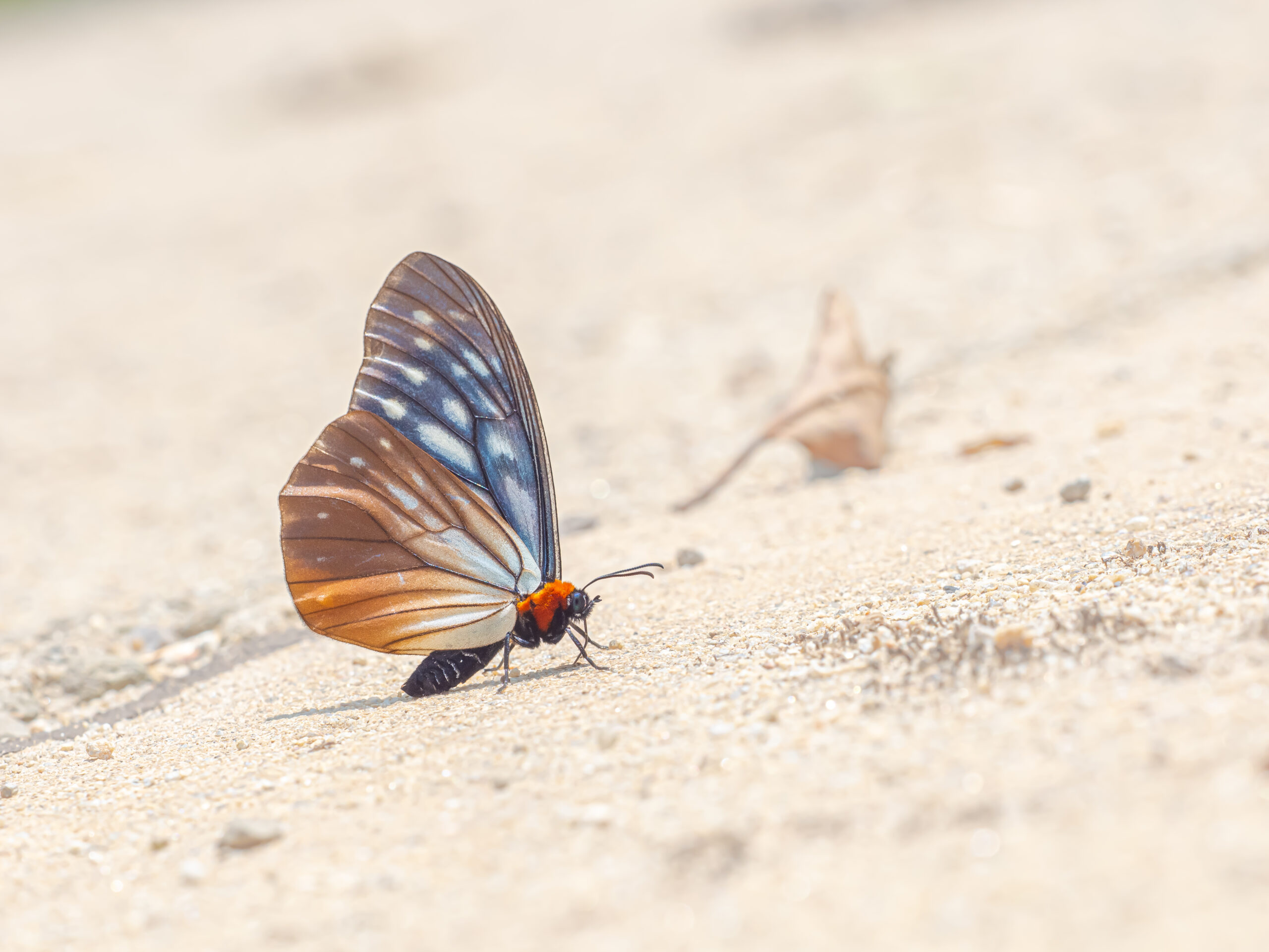 オオクビワチョウ-Calinaga sudassana