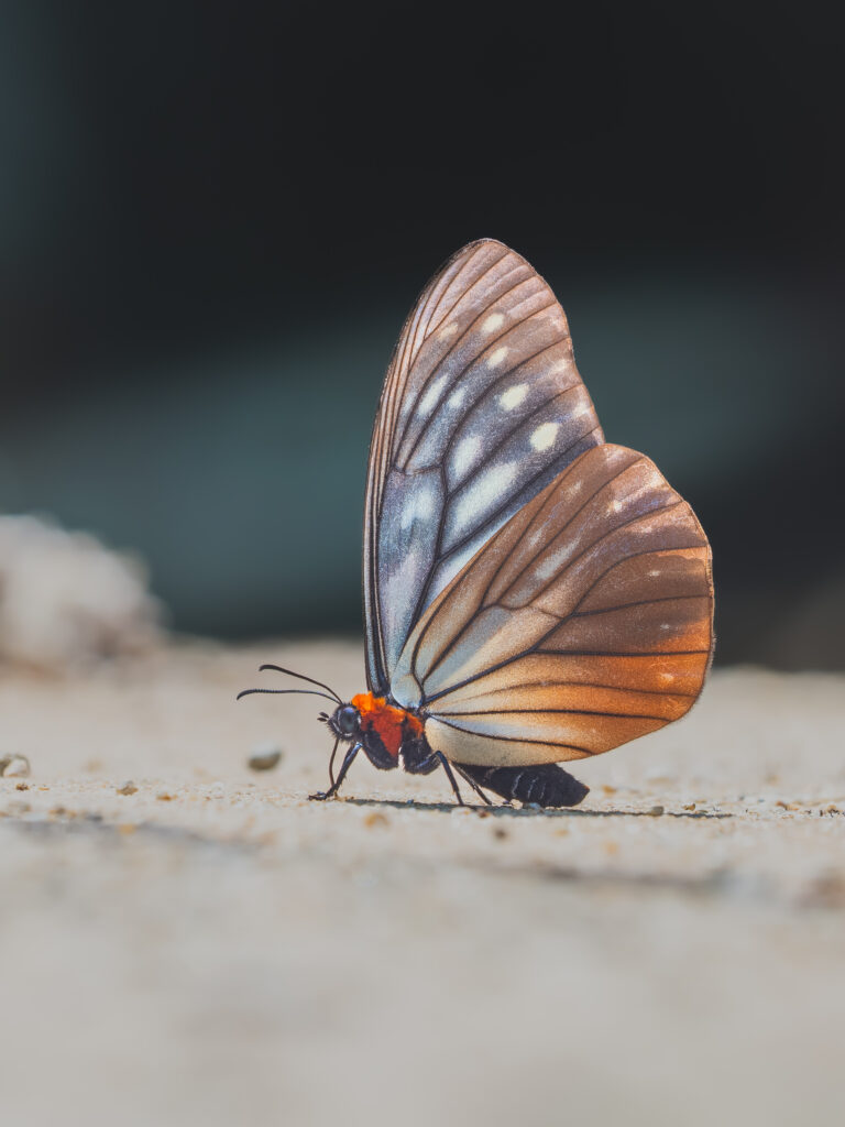 オオクビワチョウ-Calinaga sudassana