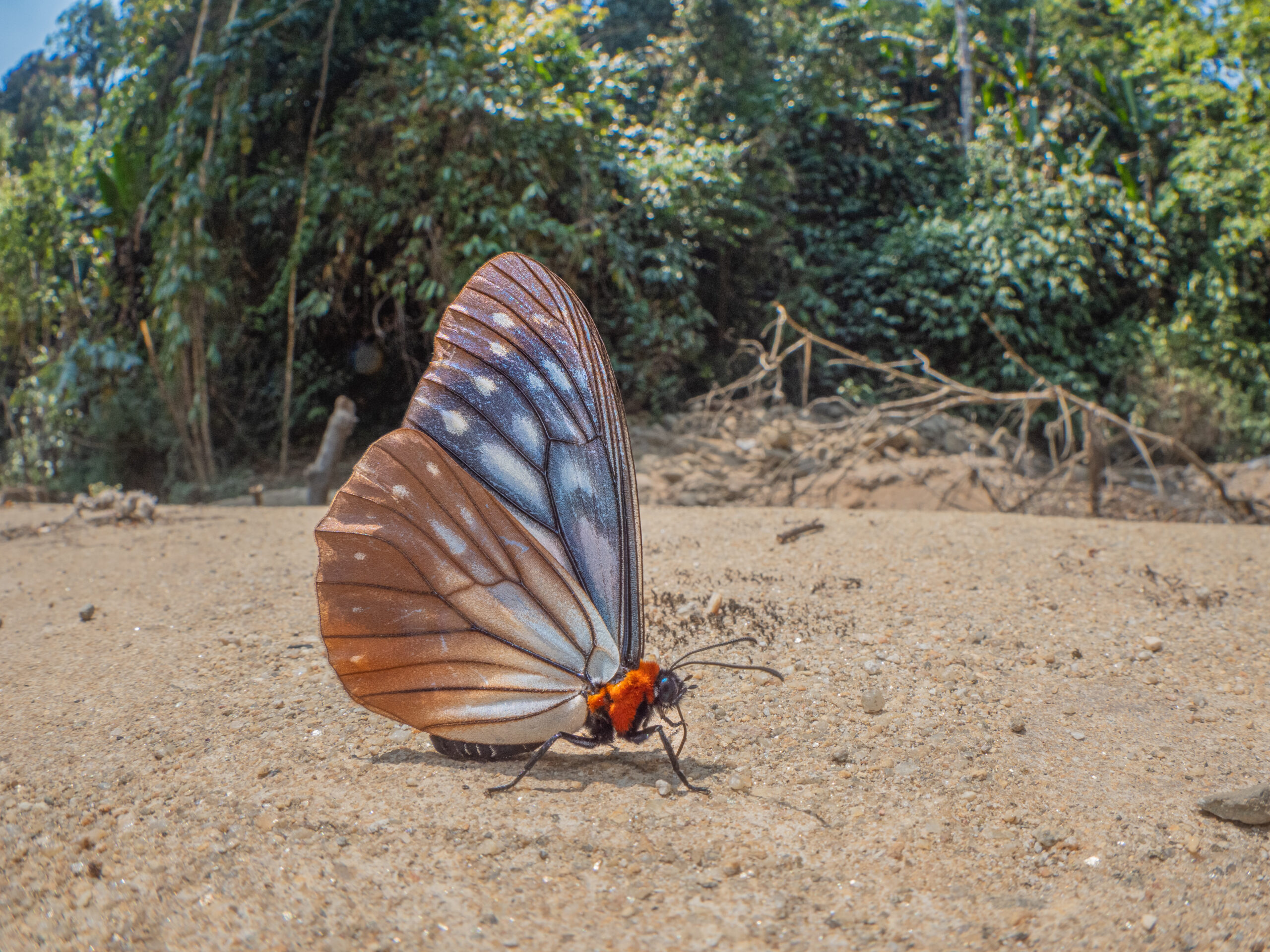 オオクビワチョウ-Calinaga sudassana