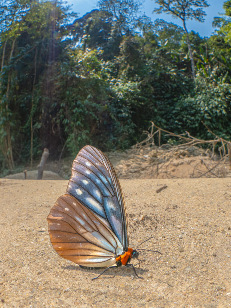 オオクビワチョウ-Calinaga sudassana