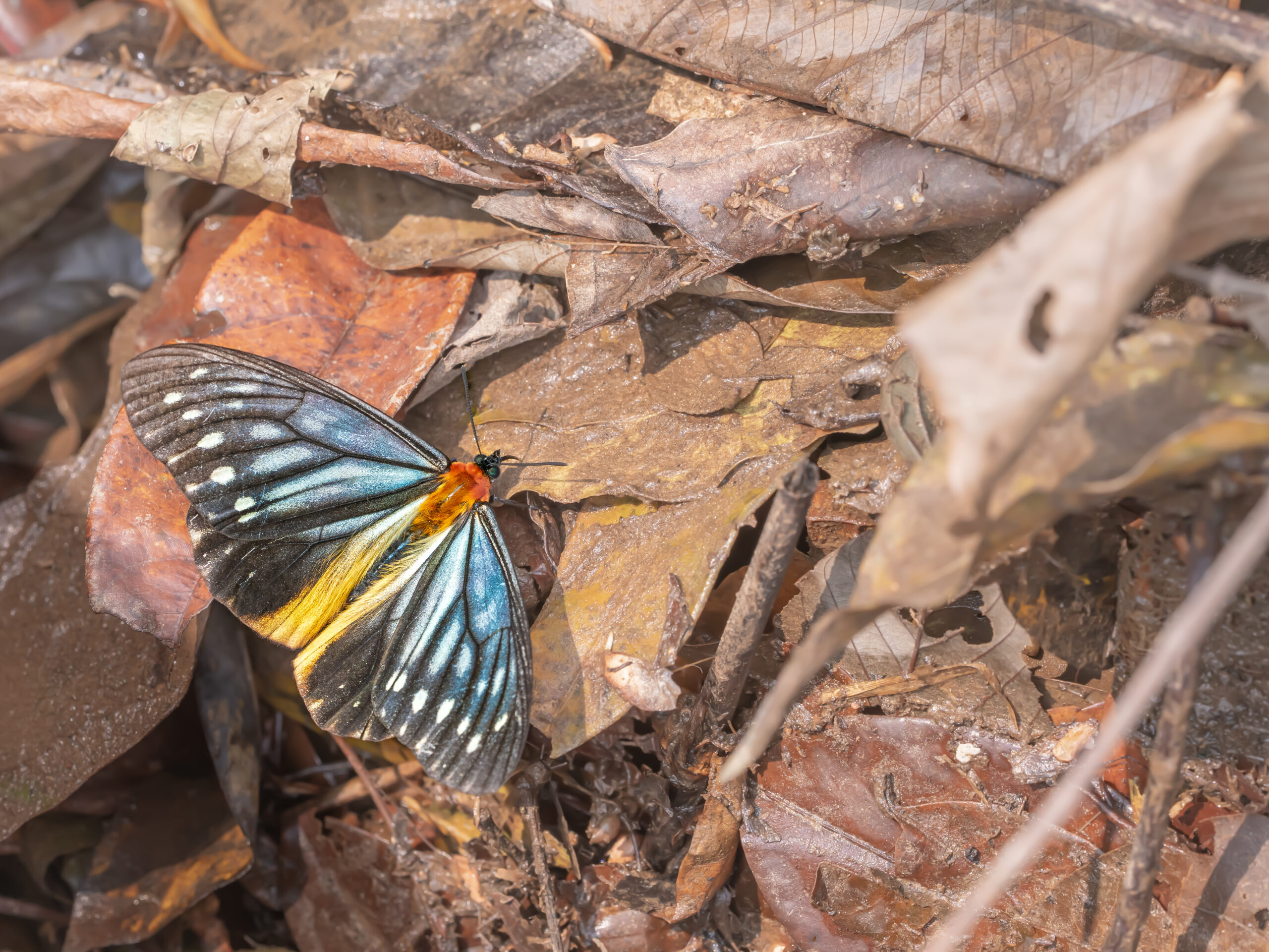 オオクビワチョウ-Calinaga sudassana